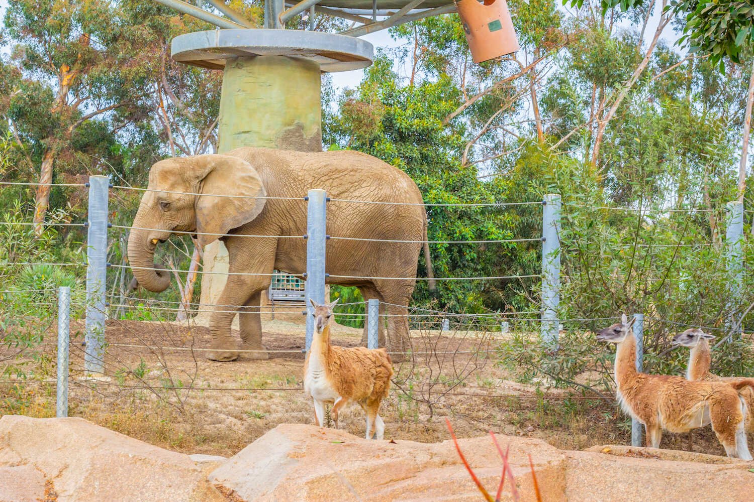 San Diego Zoo vs. Safari Park - Elephant Odyssey exhibit inside the San Diego Zoo.