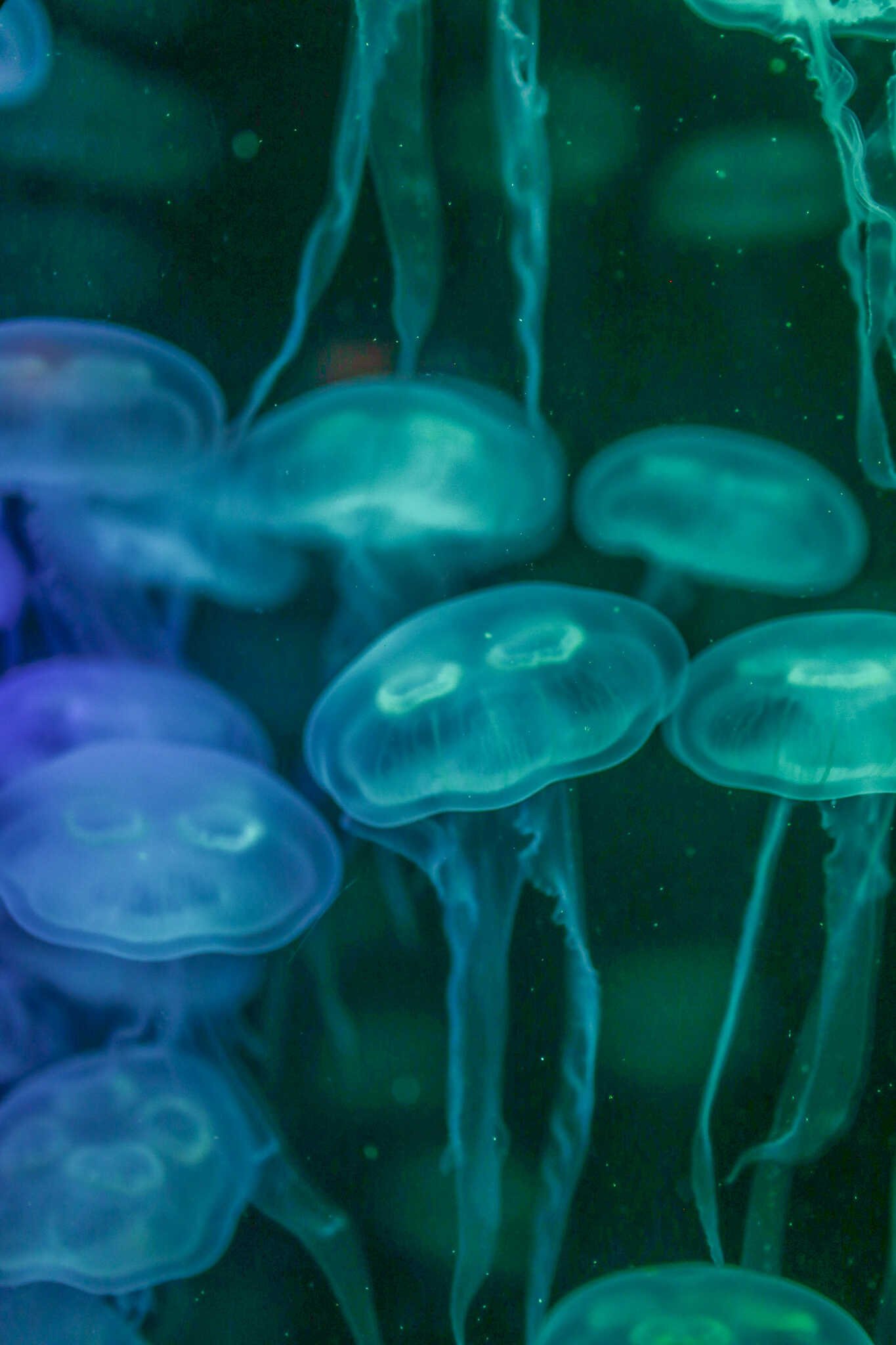 Weekend Guide to La Jolla - Jellyfish inside the Birch Aquarium at Scripps.