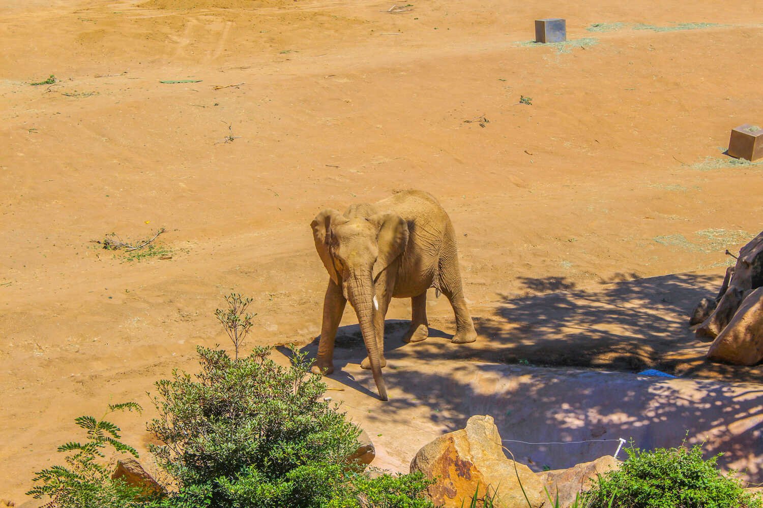 San Diego Zoo vs. Safari Park - Elephant exhibit inside the Safari Park.