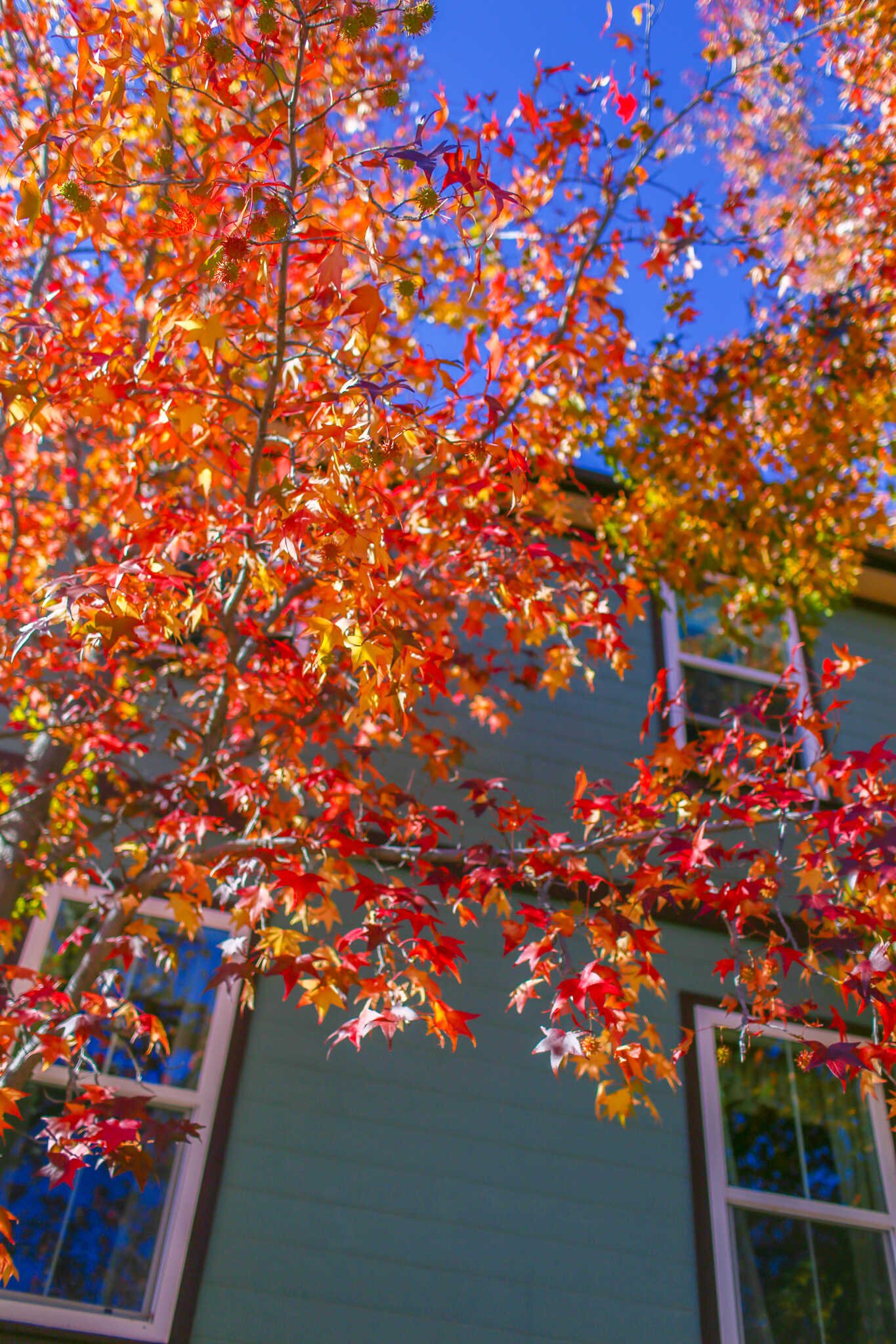 The Complete Travel Guide to Julian, California - November colorful fall foliage in Julian.