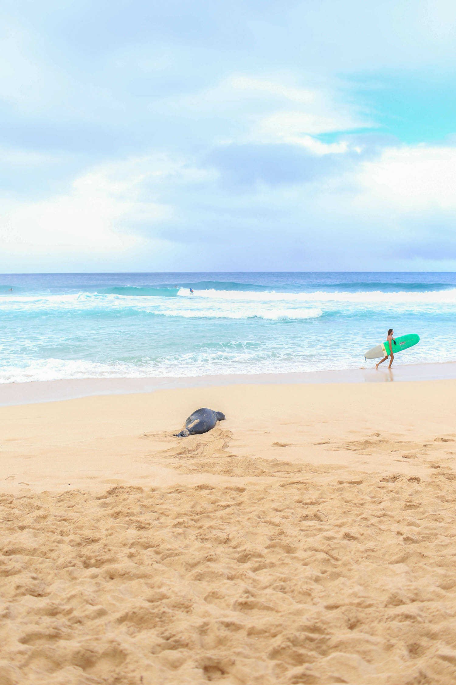 Top 10 Epic 30th Birthday Travel Destinations - Surfer and seal on Sunset Beach on the North Shore of Oahu.