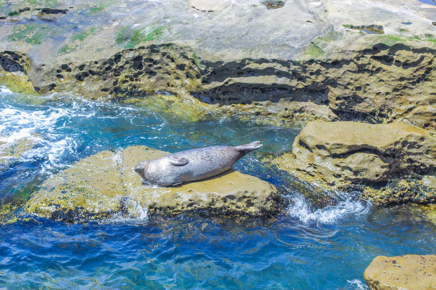 Weekend Guide to La Jolla - Sunbathing seal at the Children’s Pool Beach.