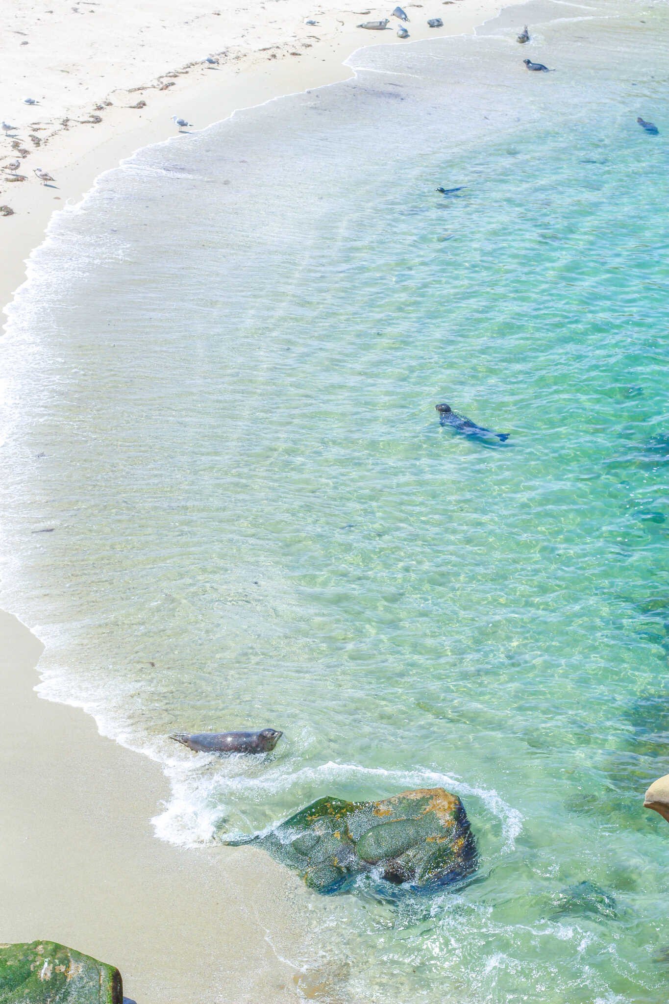 Weekend Guide to La Jolla - Seals swimming in the Children’s Pool Beach.