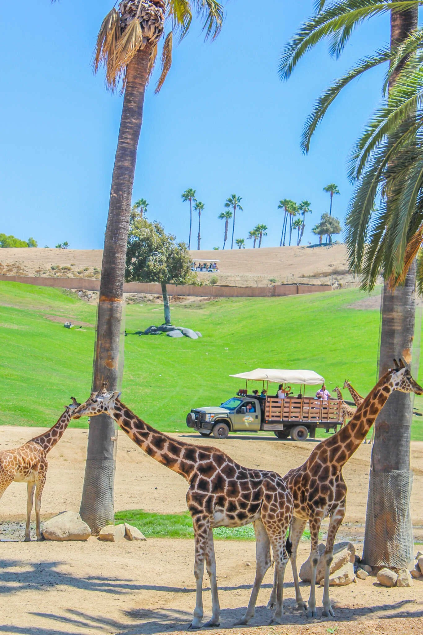 San Diego Zoo vs. Safari Park - Giraffes viewed from the Africa Tram inside the Safari Park.
