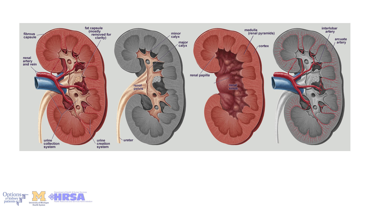 Human Kidney Anatomy, cross sections