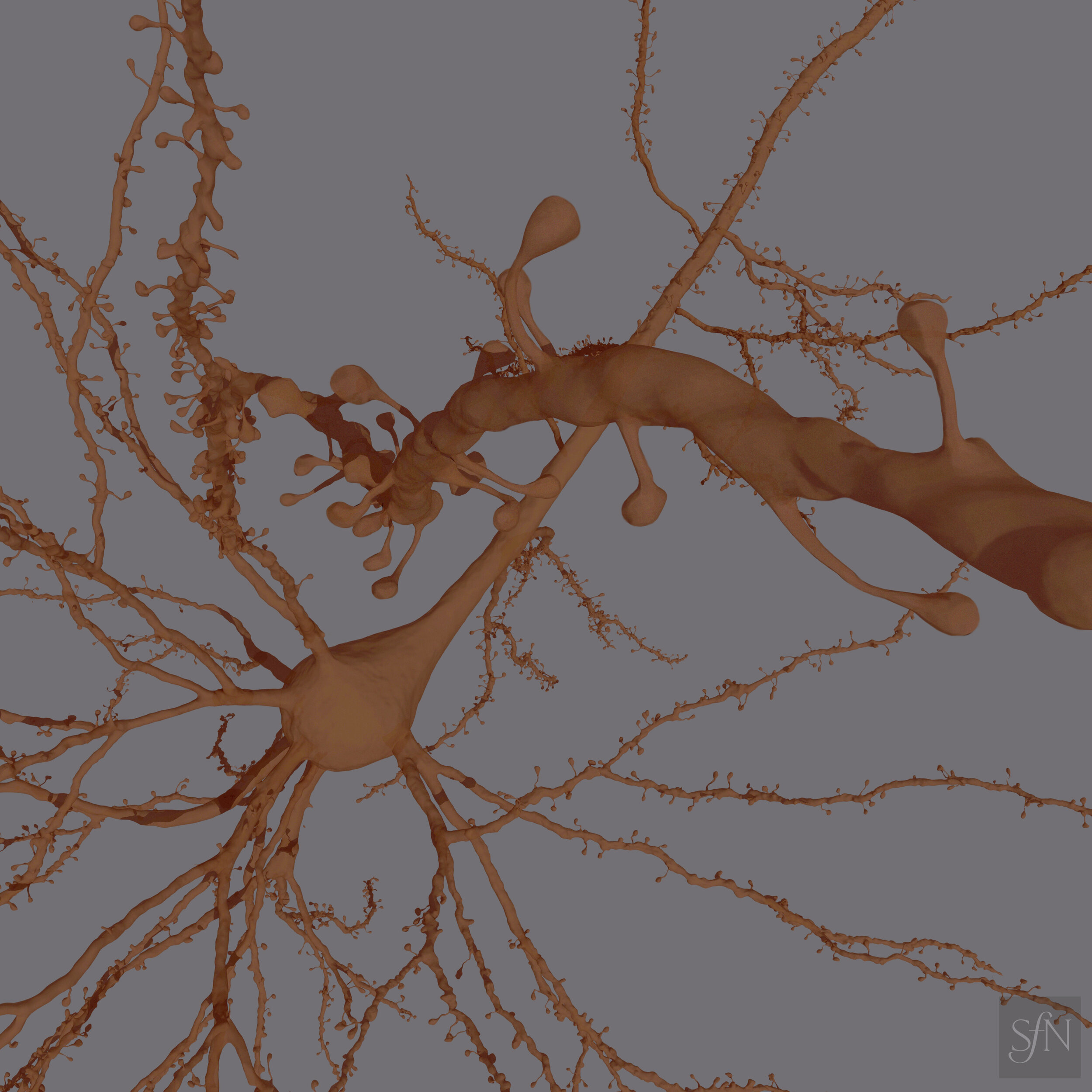 Human Pyramidal Neuron