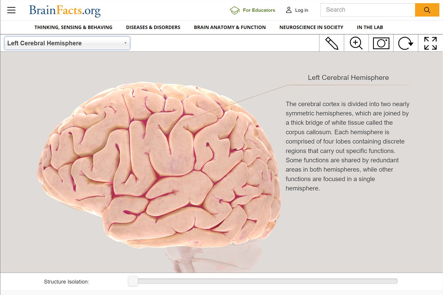 3D Interactive Brain, Left Cerebral Hemisphere