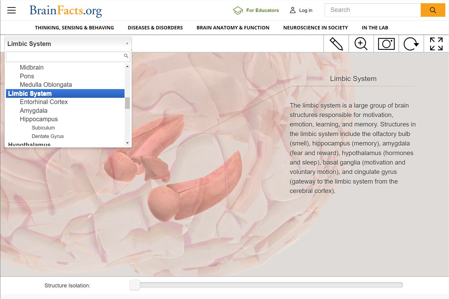 3D Interactive Brain, Limbic System