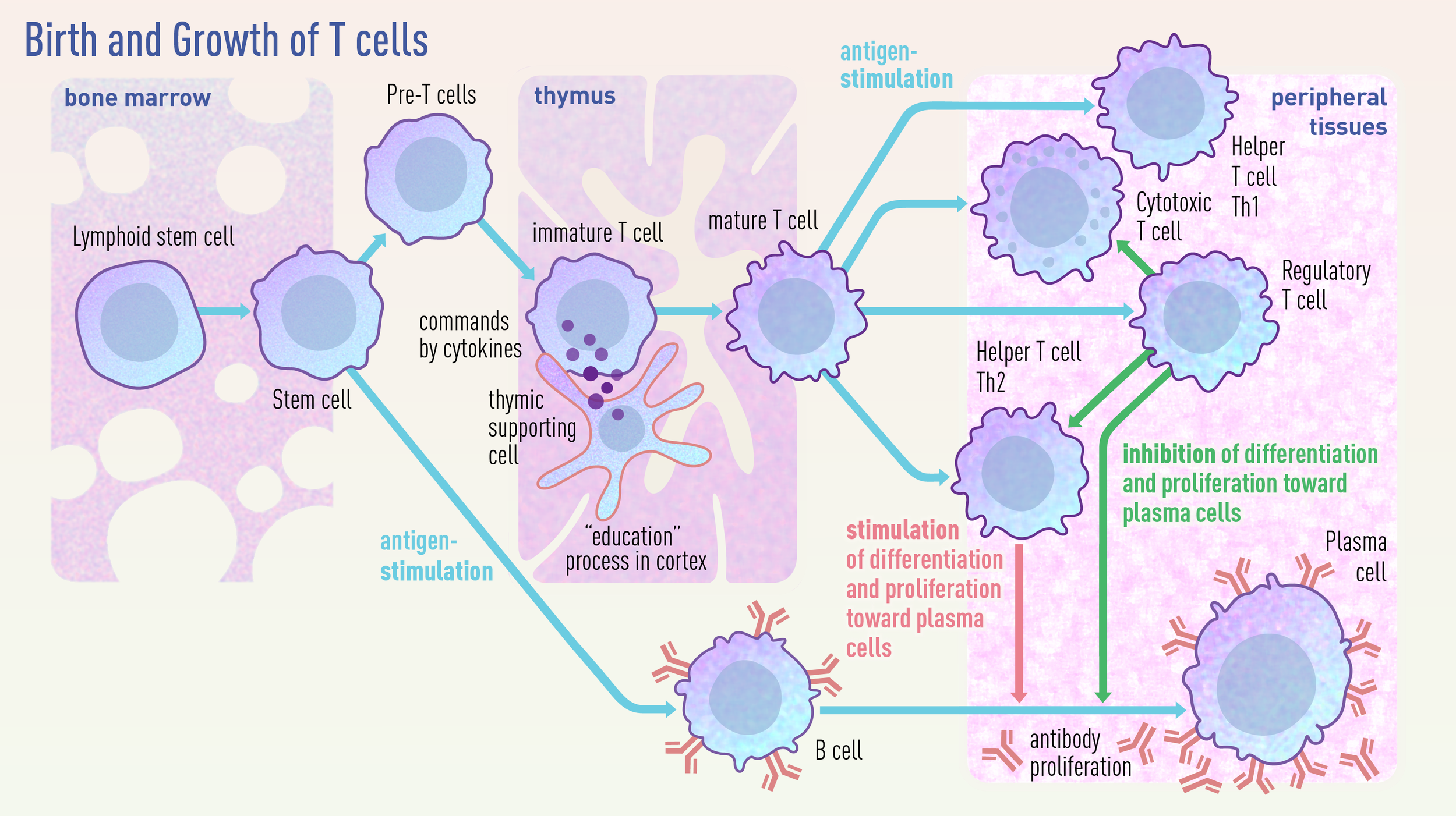 immunology infographic