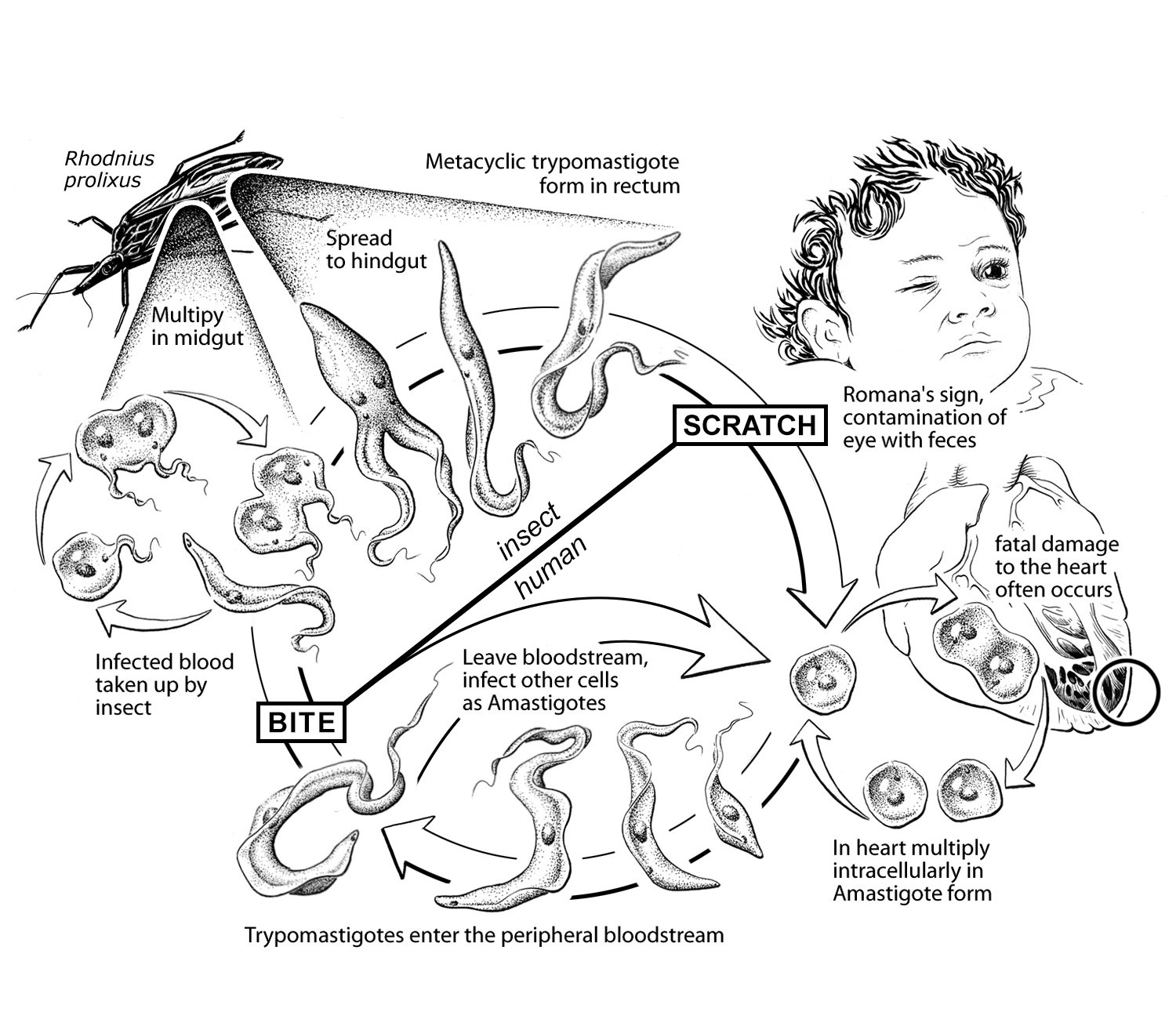 Trypanosoma Cruzi life cycle