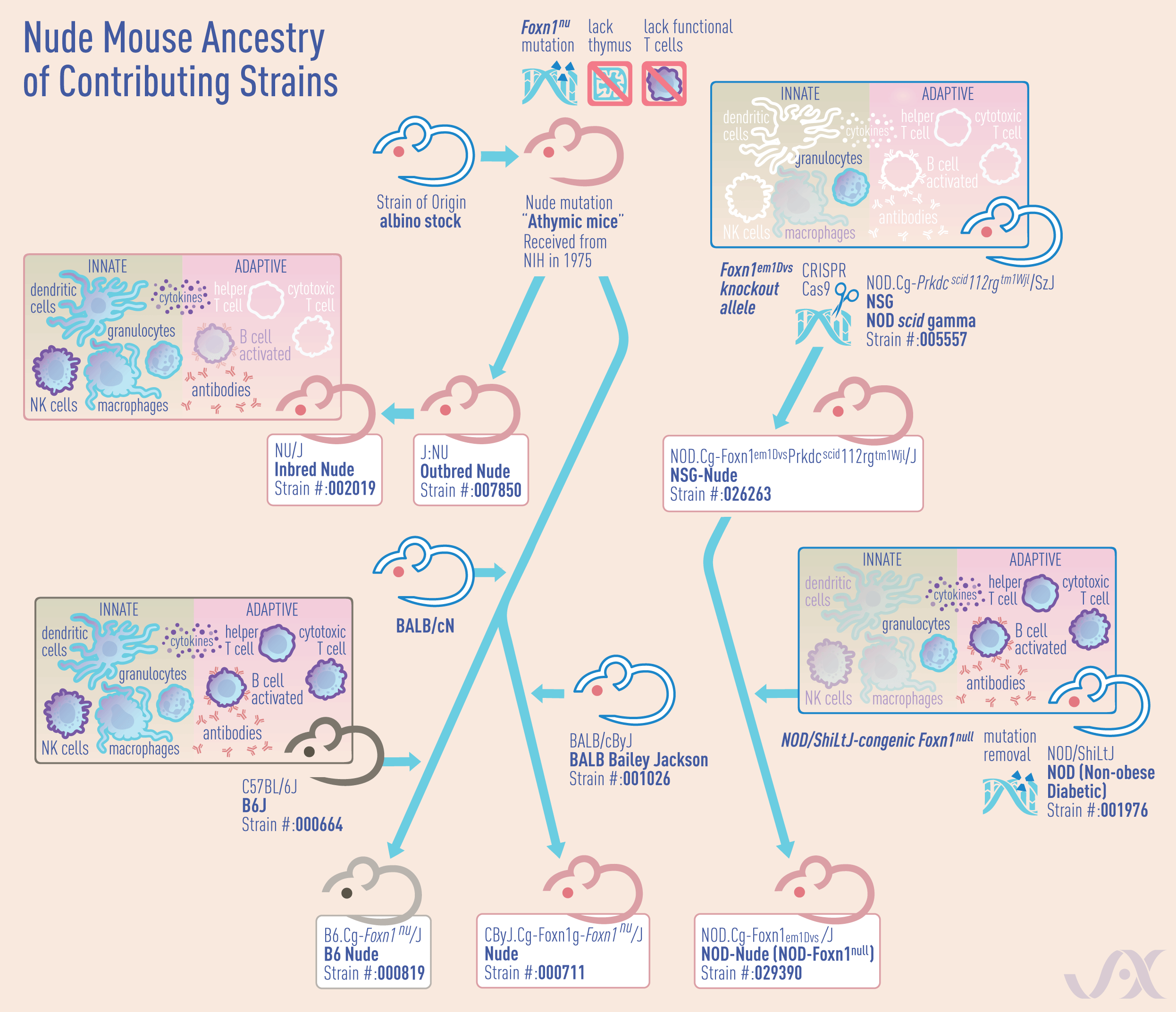 Mouse model ancestry