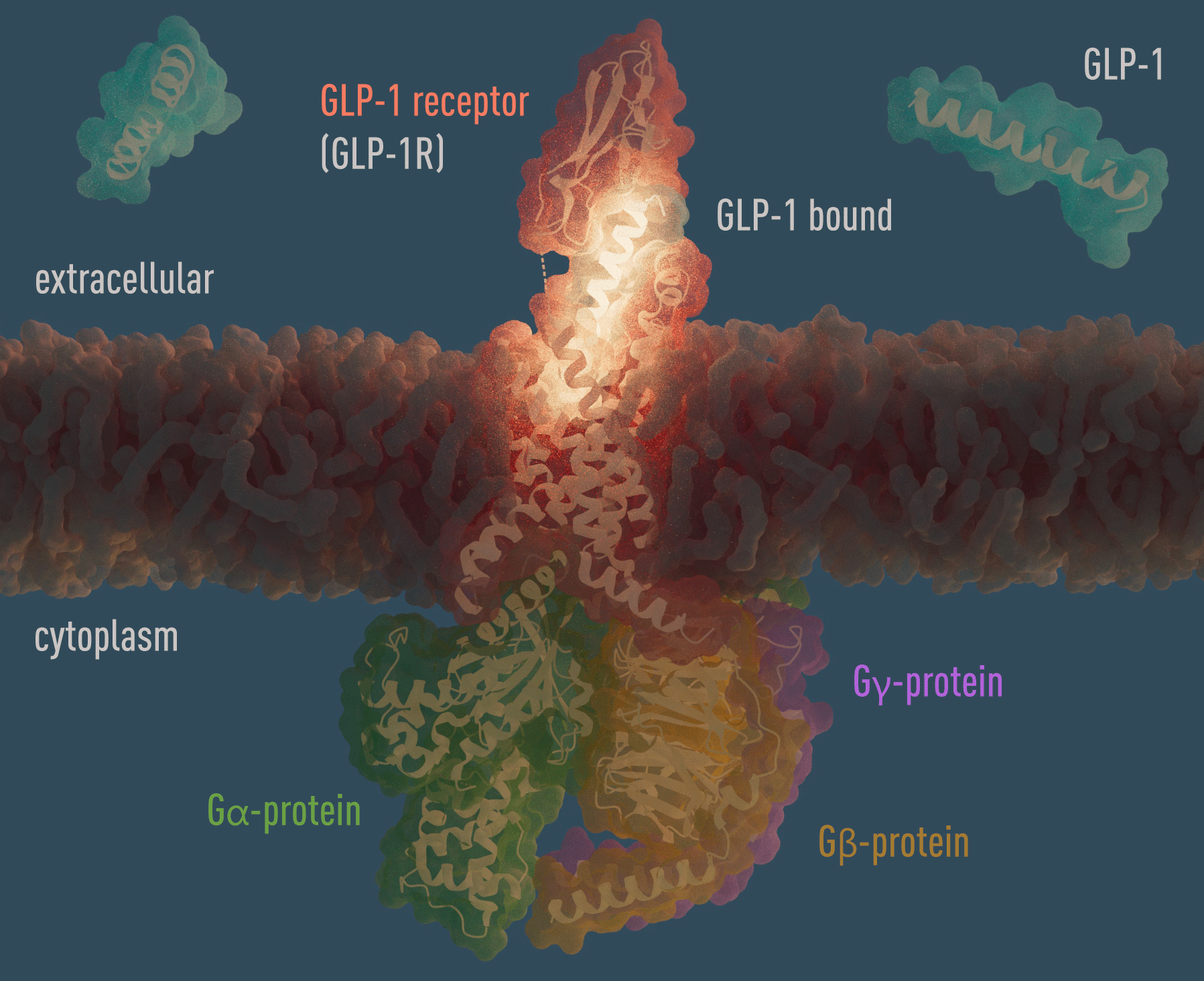 GLP_1_binding.png