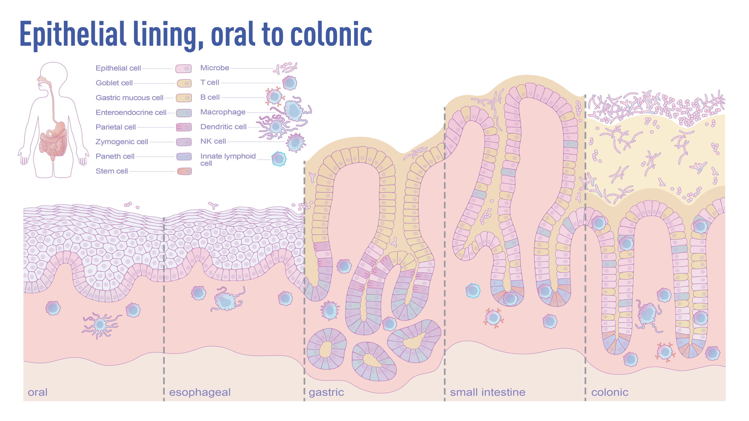 Artboard 3GI_epithelial_linig_16x9.png
