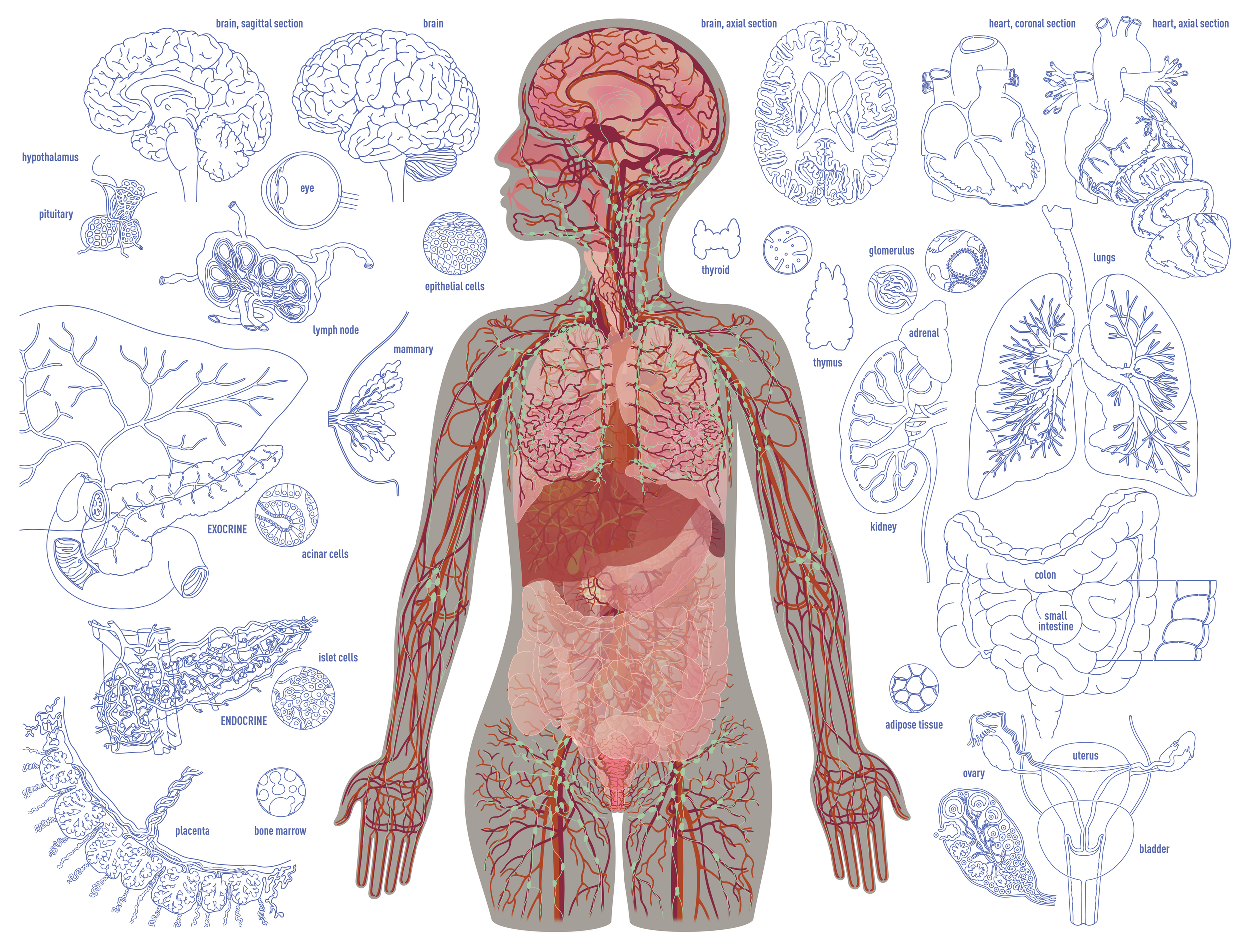 Human female anatomy with insets, frontal view
