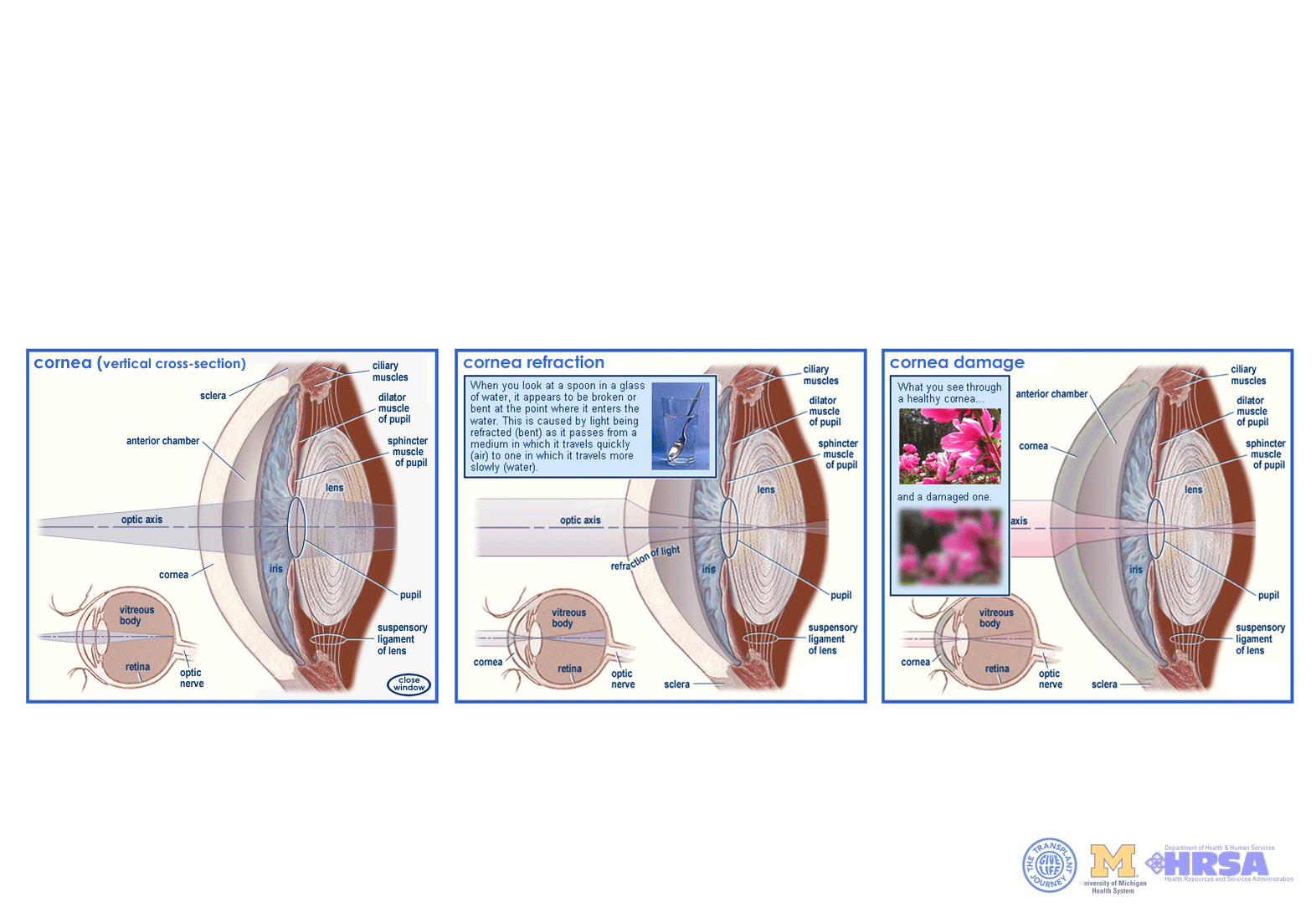 Cornea tissue interactive pages
