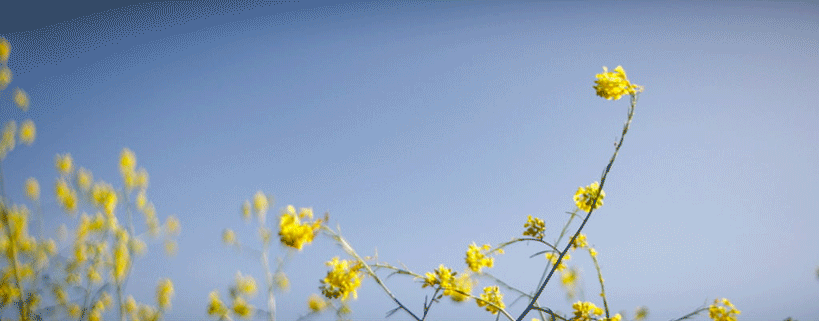 LB_Video_04.gif