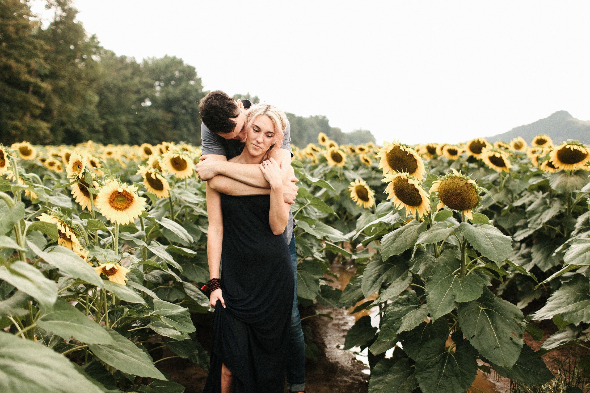  Engaged couple kisses in sunflower field before wedding. 