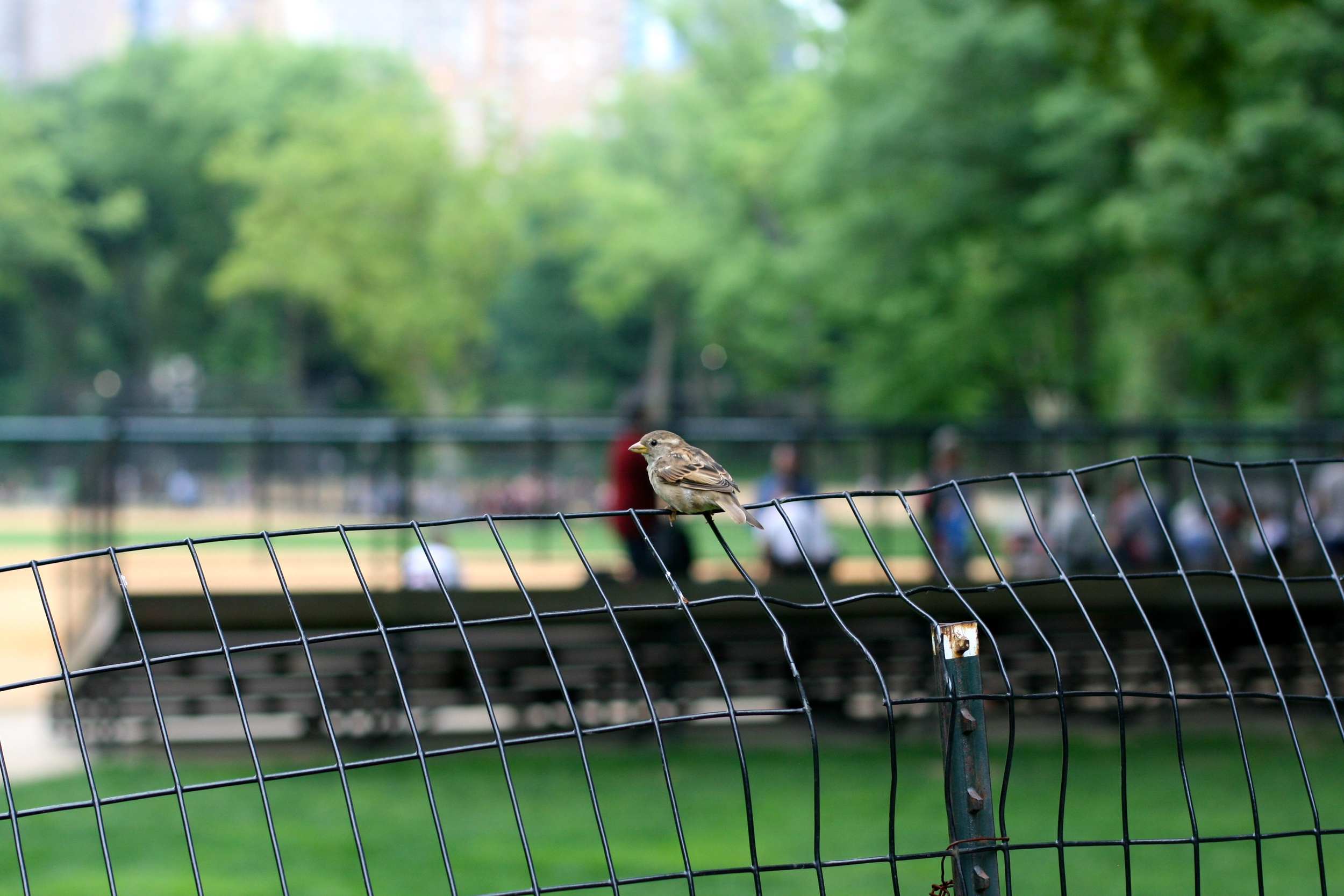 I'm always on the bird watch.