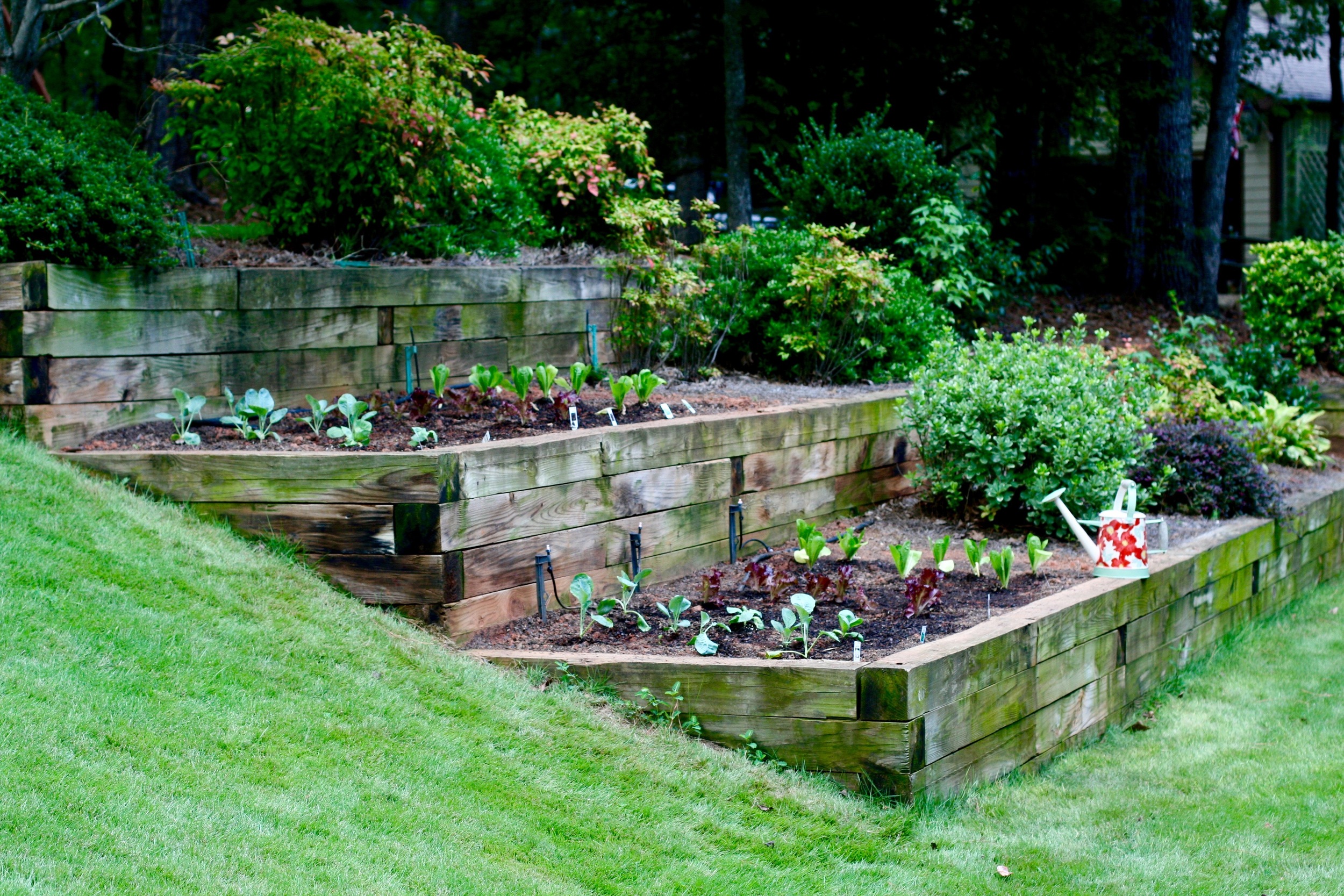 And then I planted a vegetable garden .