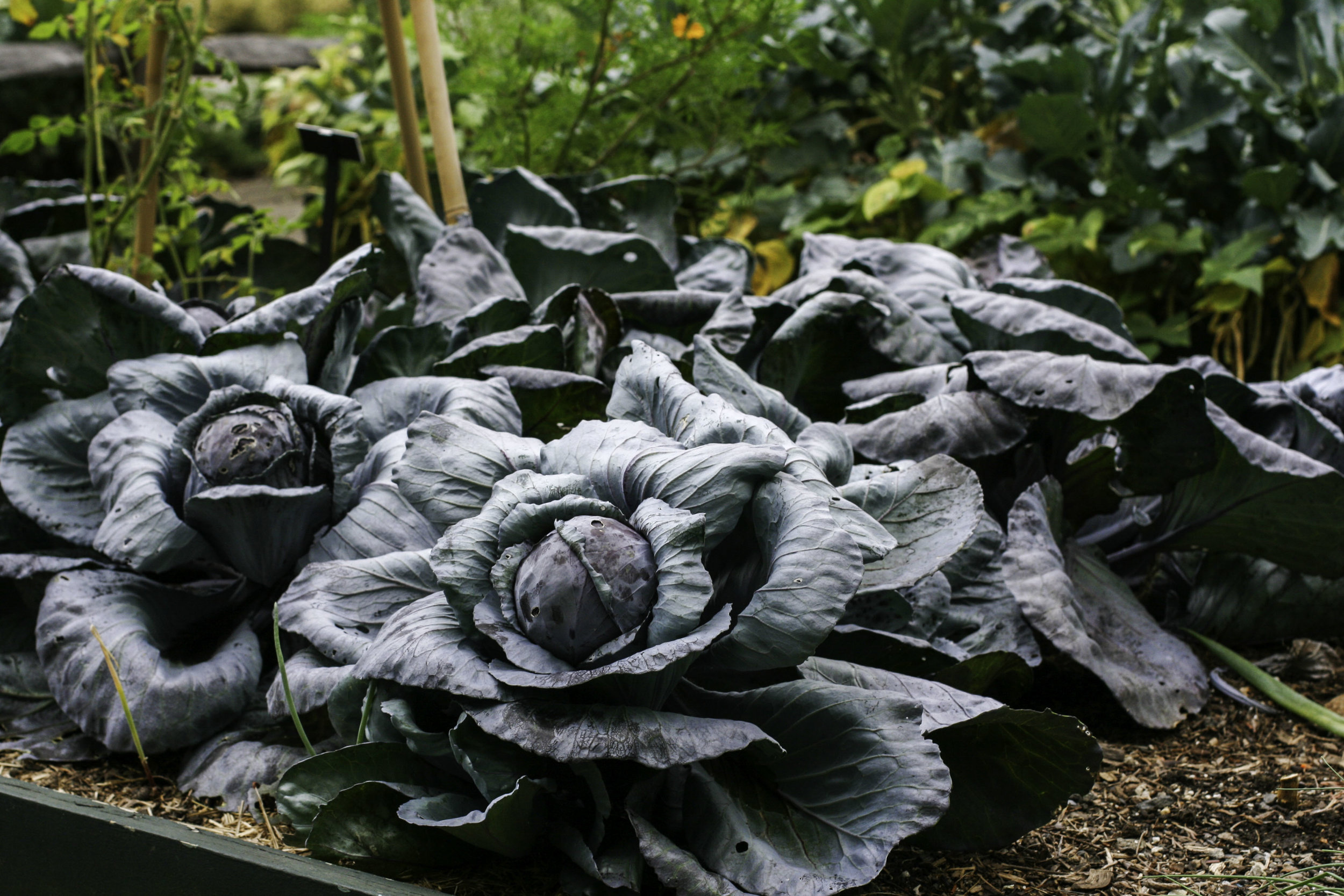 I'm growing some cabbage this year, can you imagine if it ended up looking like this? Seriously, doesn't this look enchanted?!