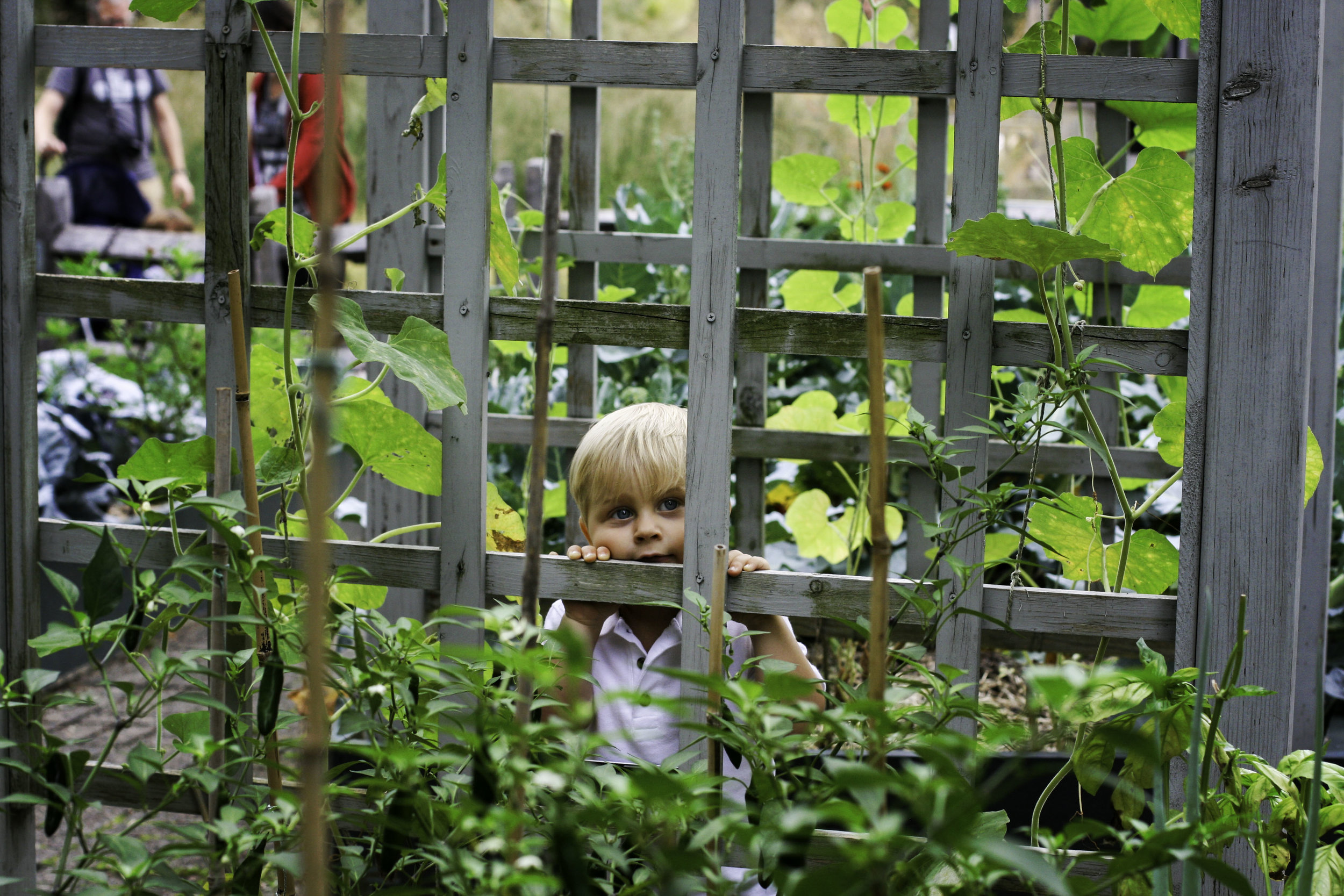 I love this picture of him so much. He was just taking in all the wonder of the vegetable patch.
