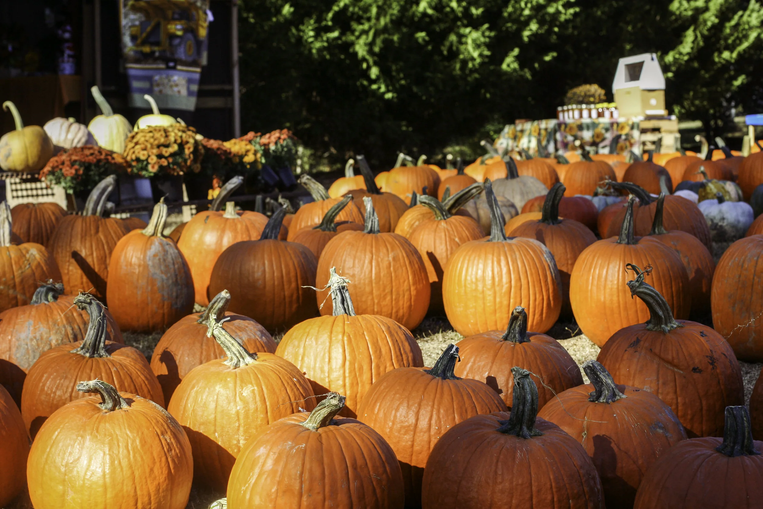 Pumpkin Patch15.jpg