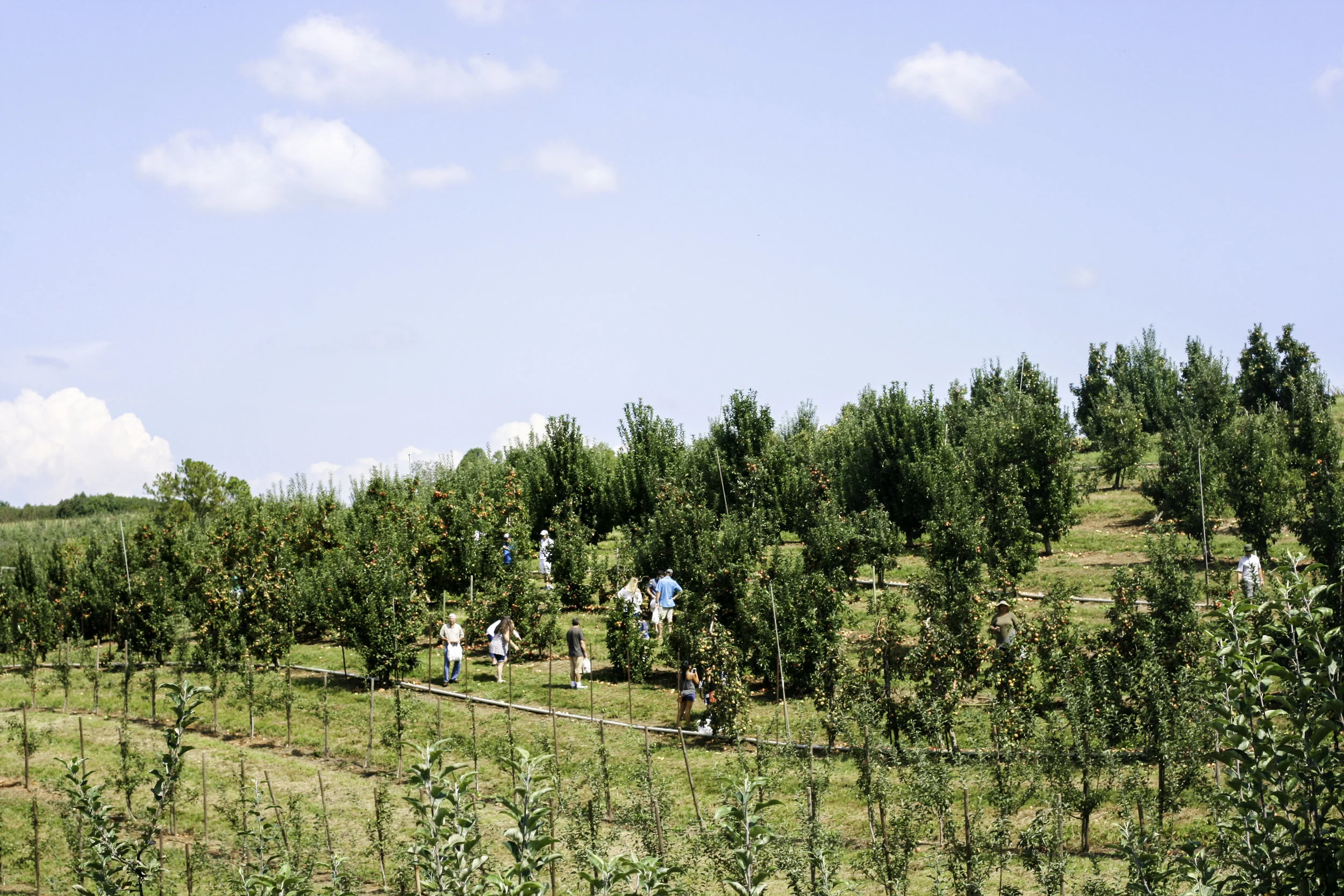 applepicking9.jpg