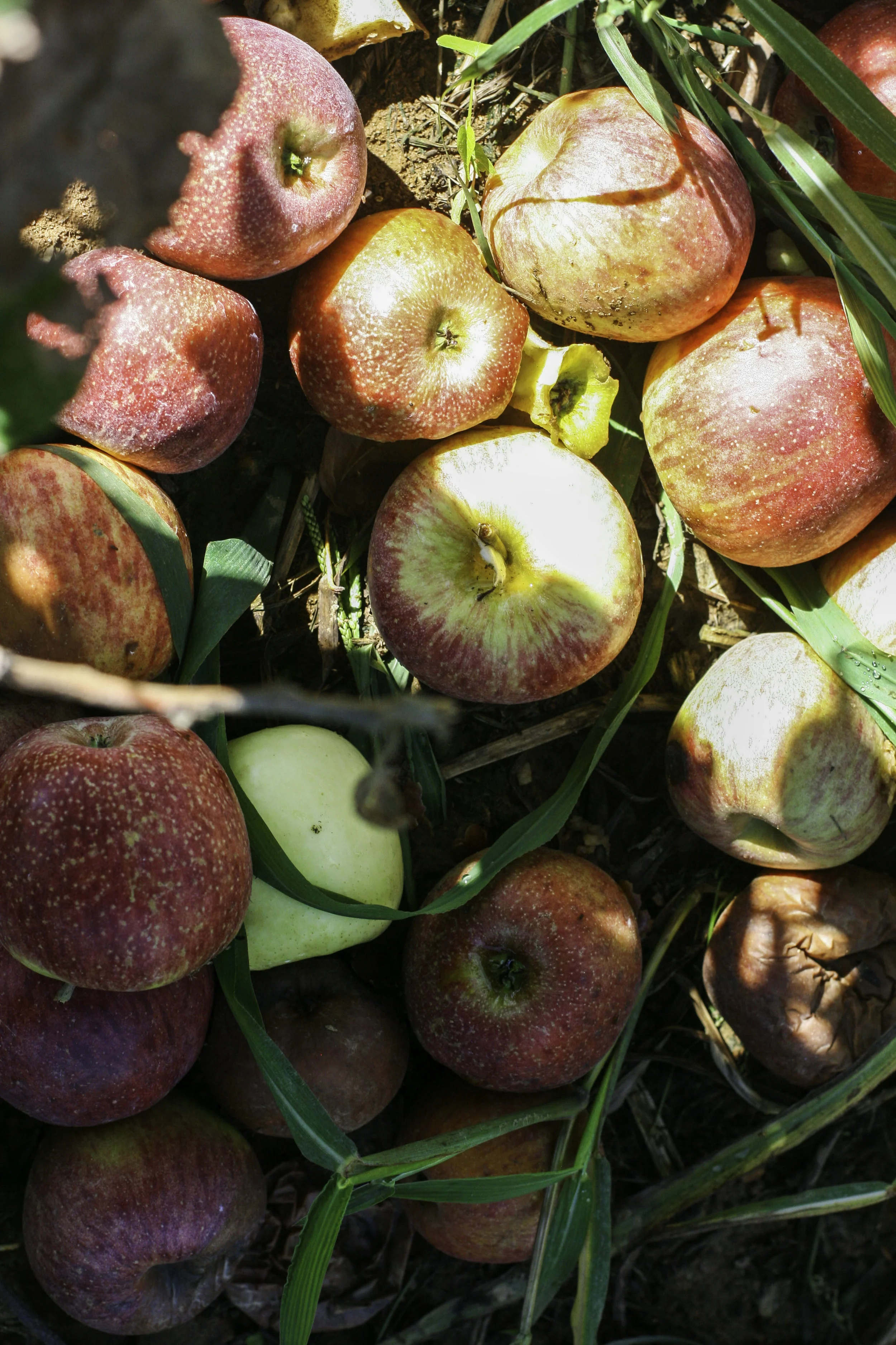 applepicking11.jpg