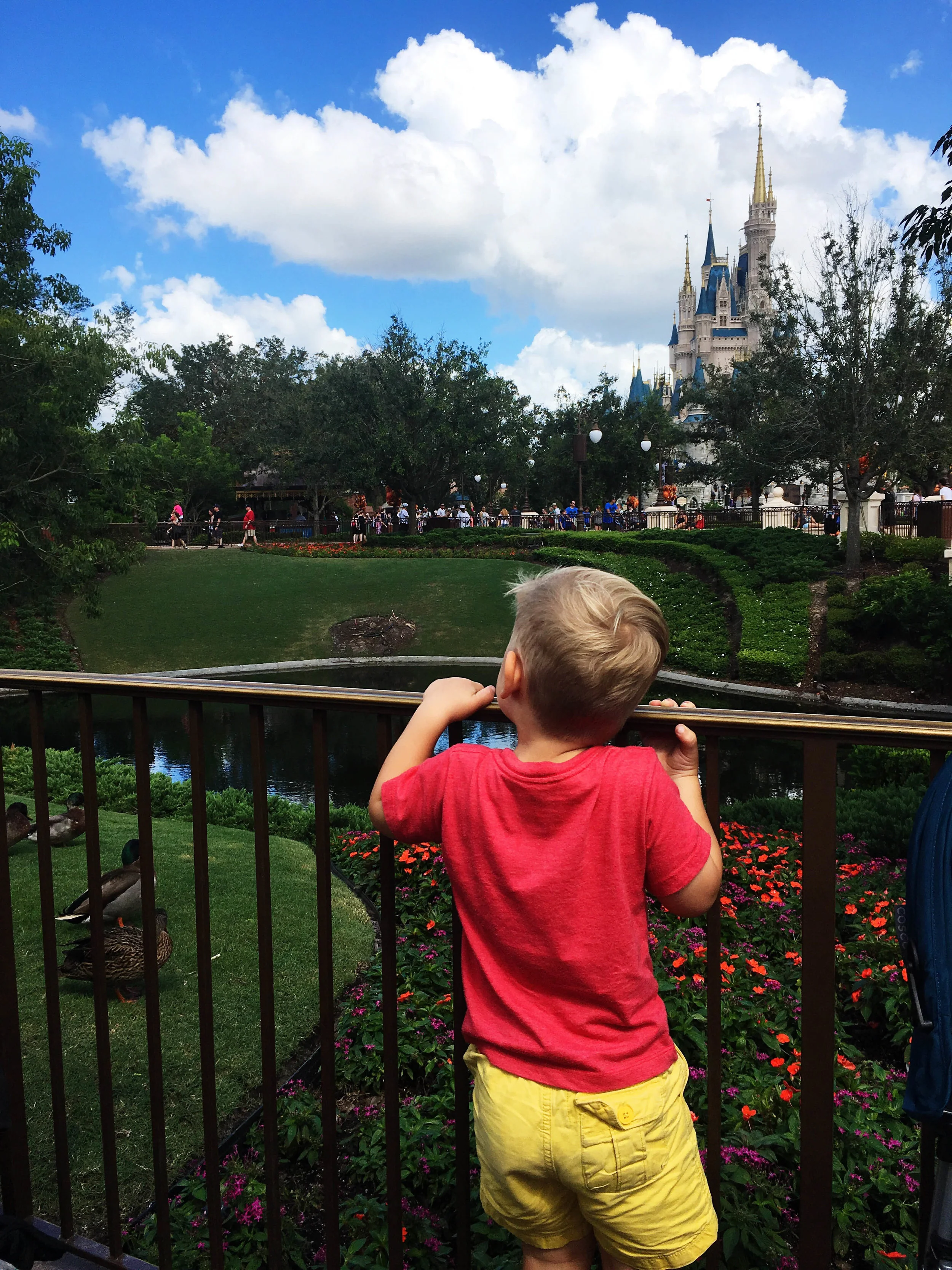 He wanted to chase those ducks.