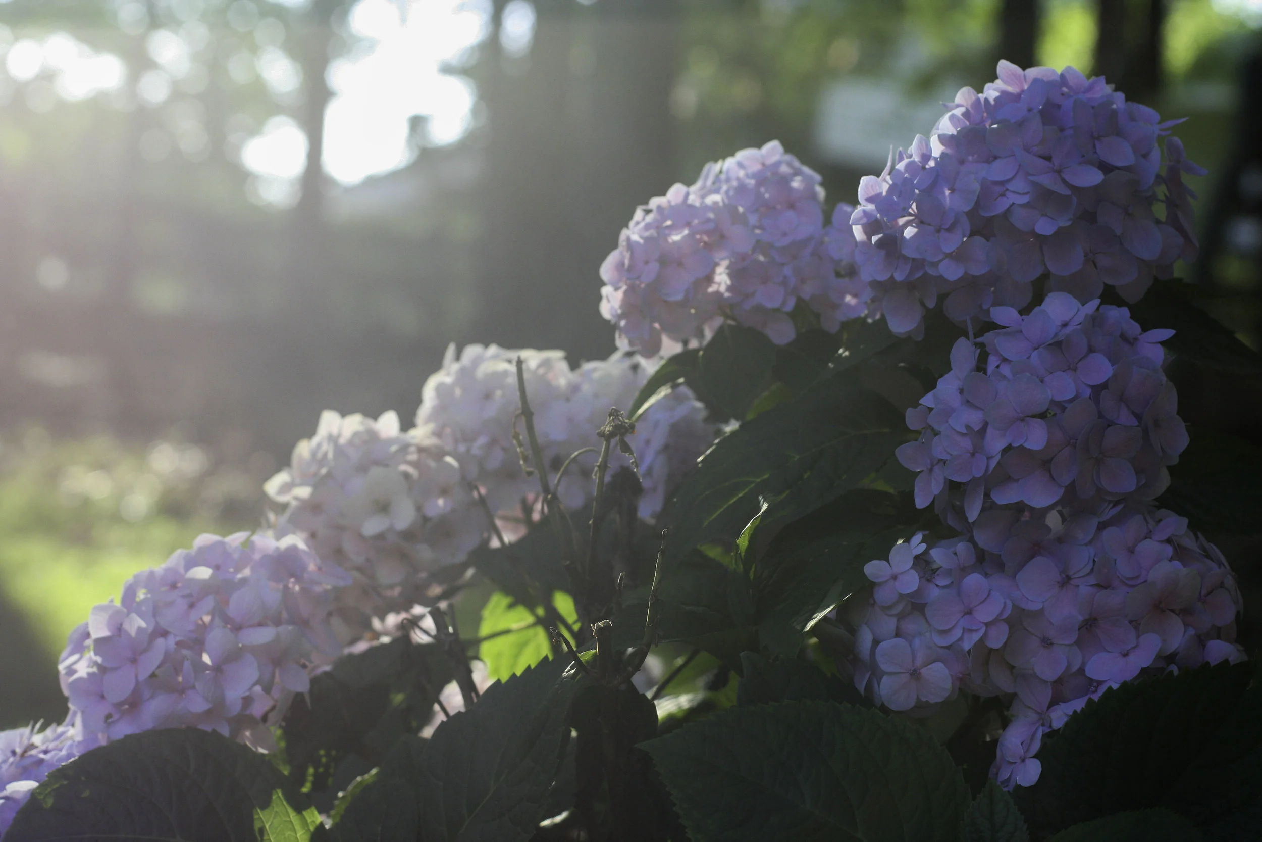 garden15.jpg