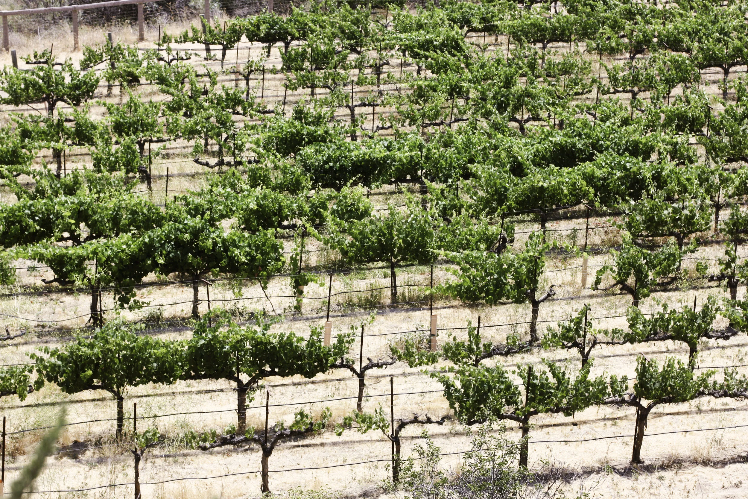 Santa Ynez16.jpg