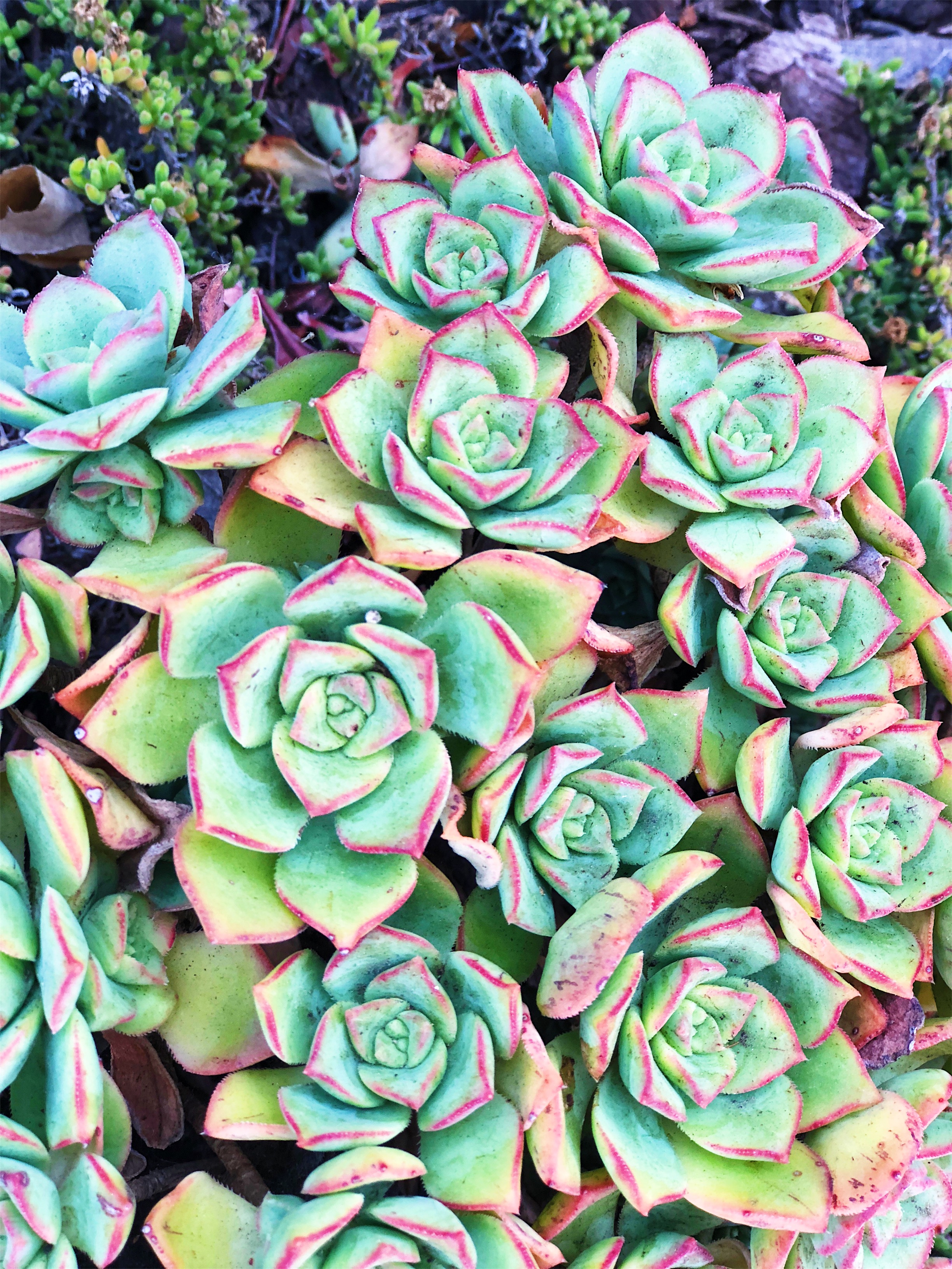 The succulents grew like weeds. Like the most beautiful, stylish, Instagram-approved weeds.