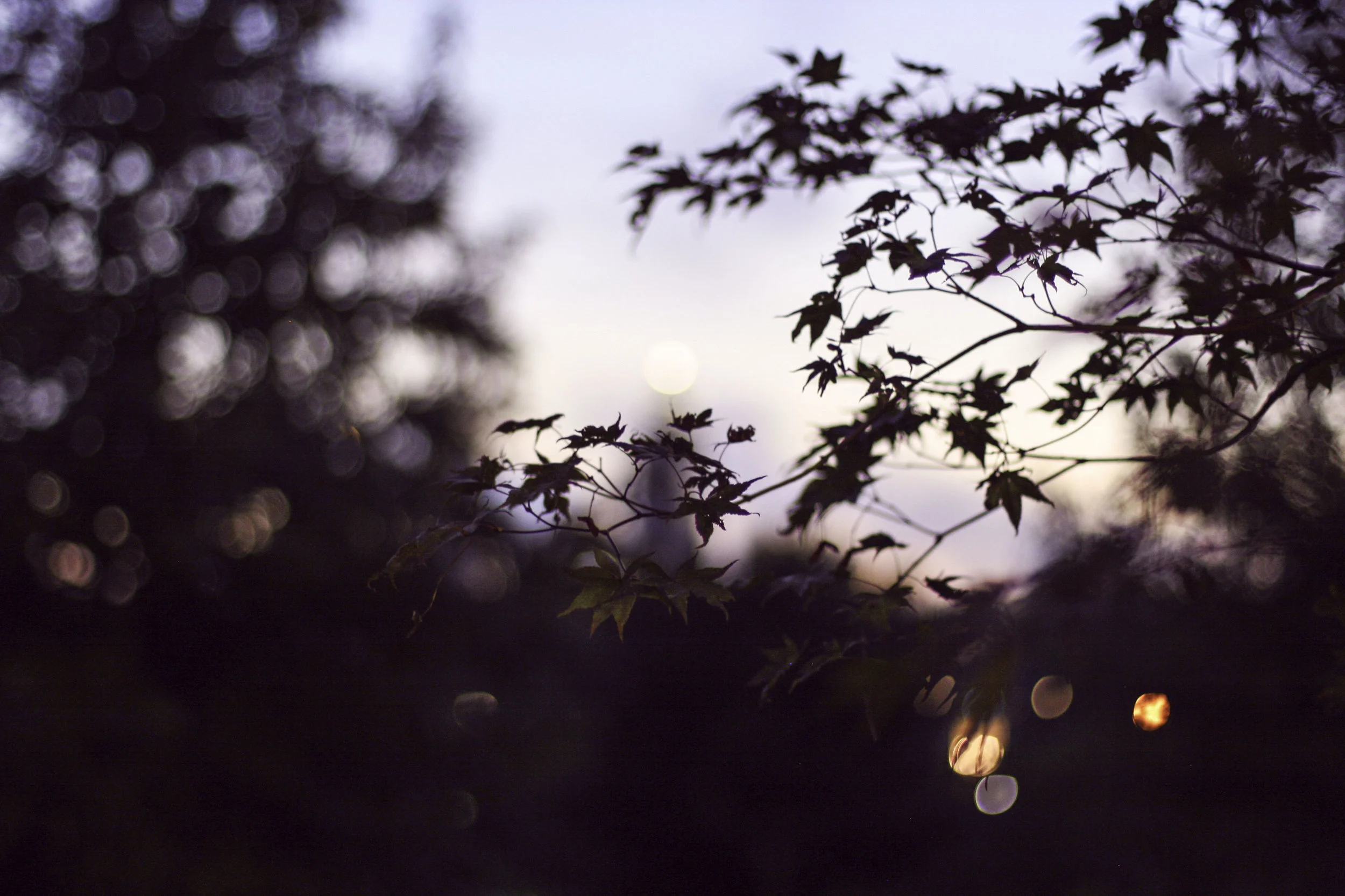 Nighttime Fall Photo1.jpg