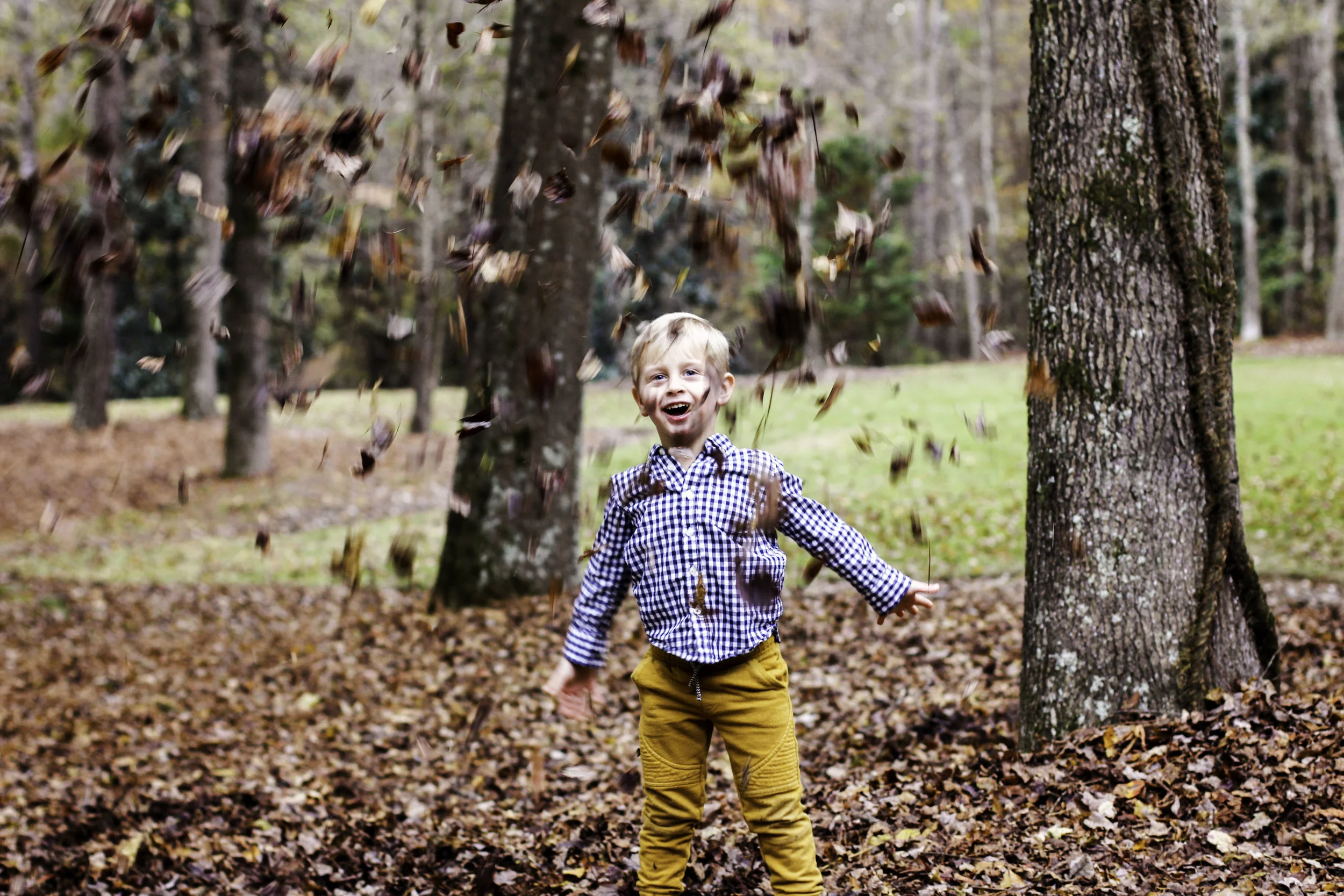 Ev+Leaves1.jpg