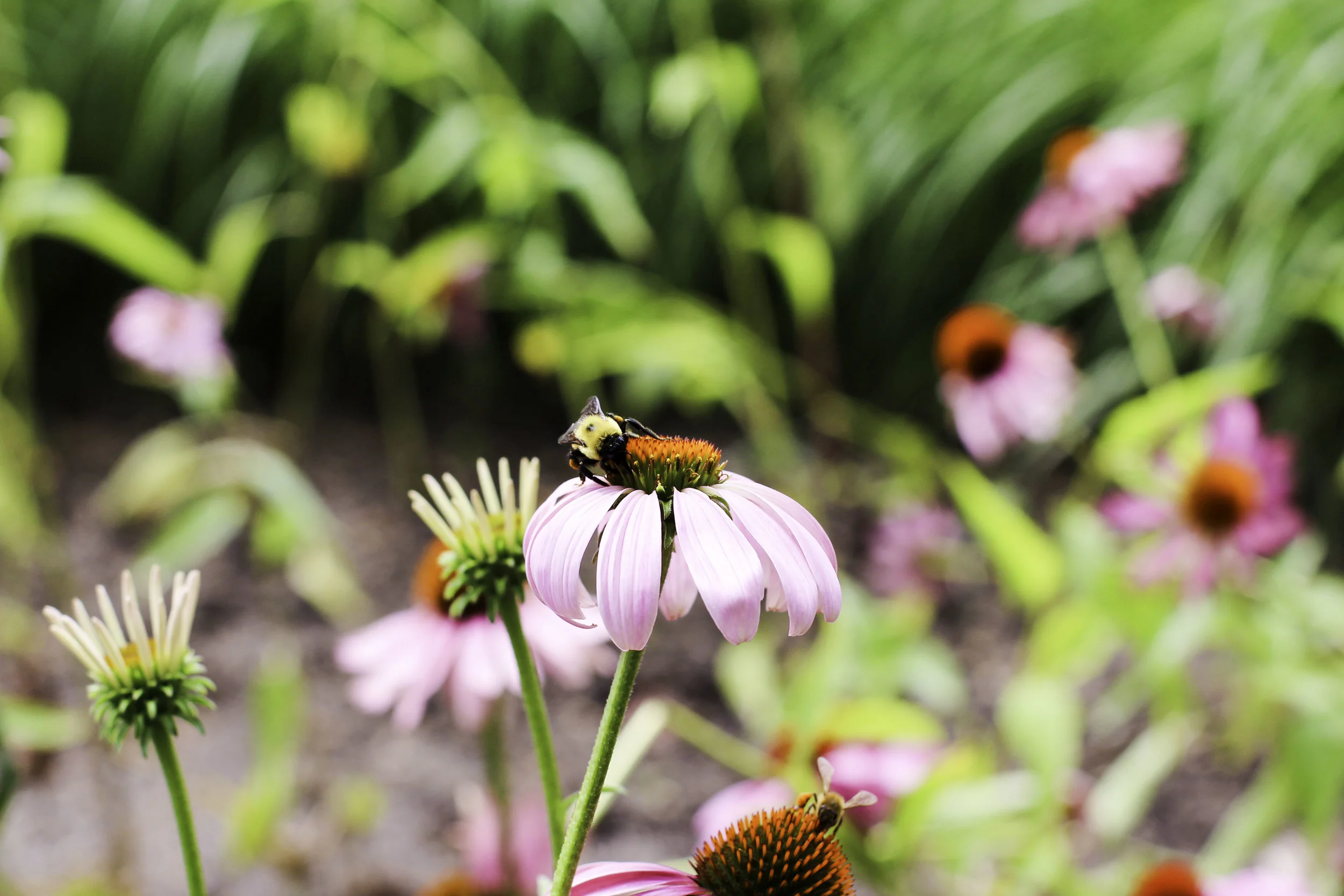Flowers nyc.jpg