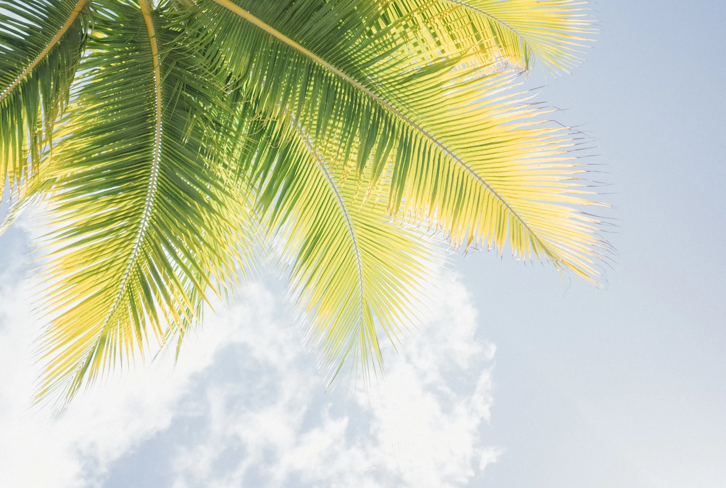 Hawaii -14.jpg