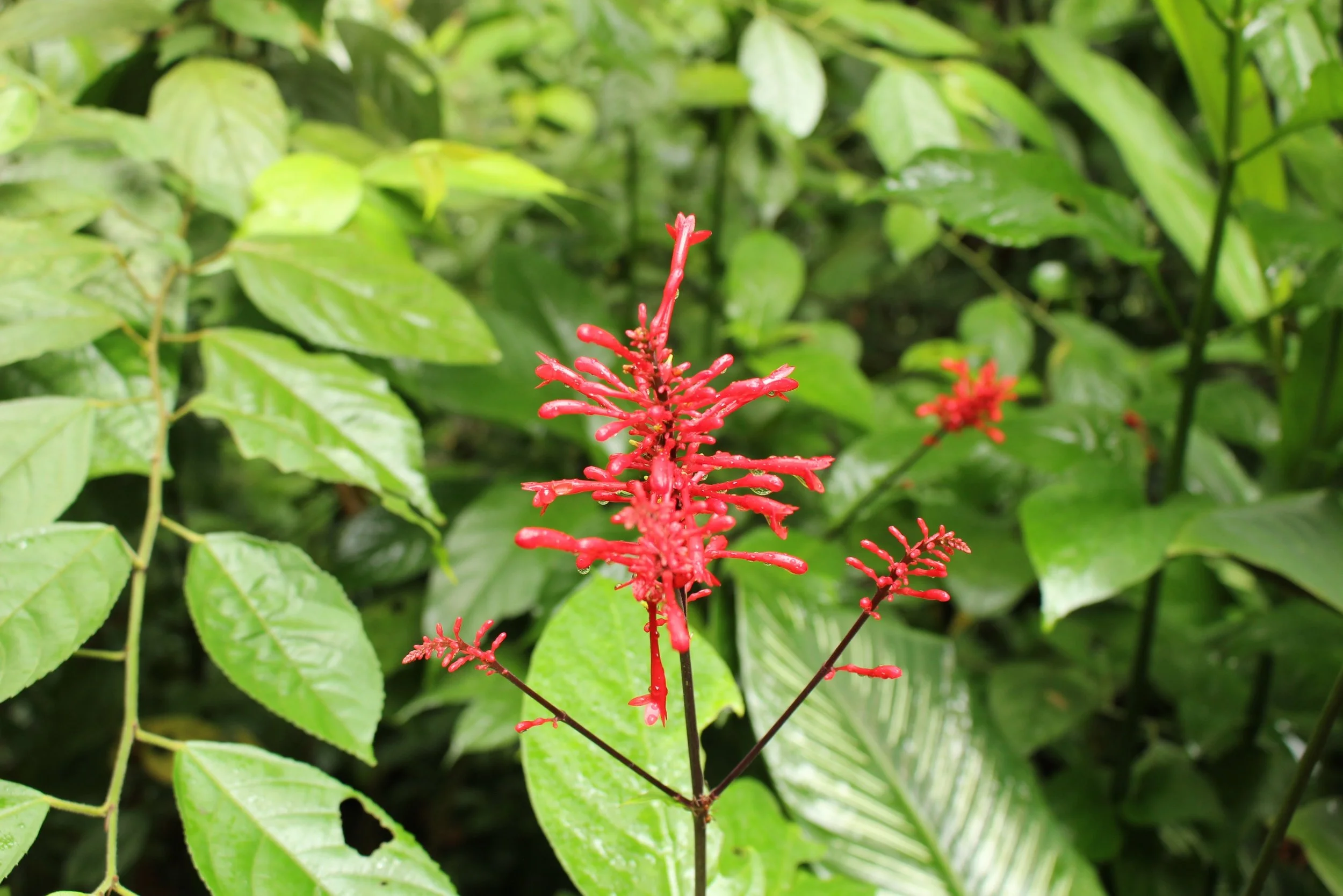 Trails surrounding La Fortuna Waterfall