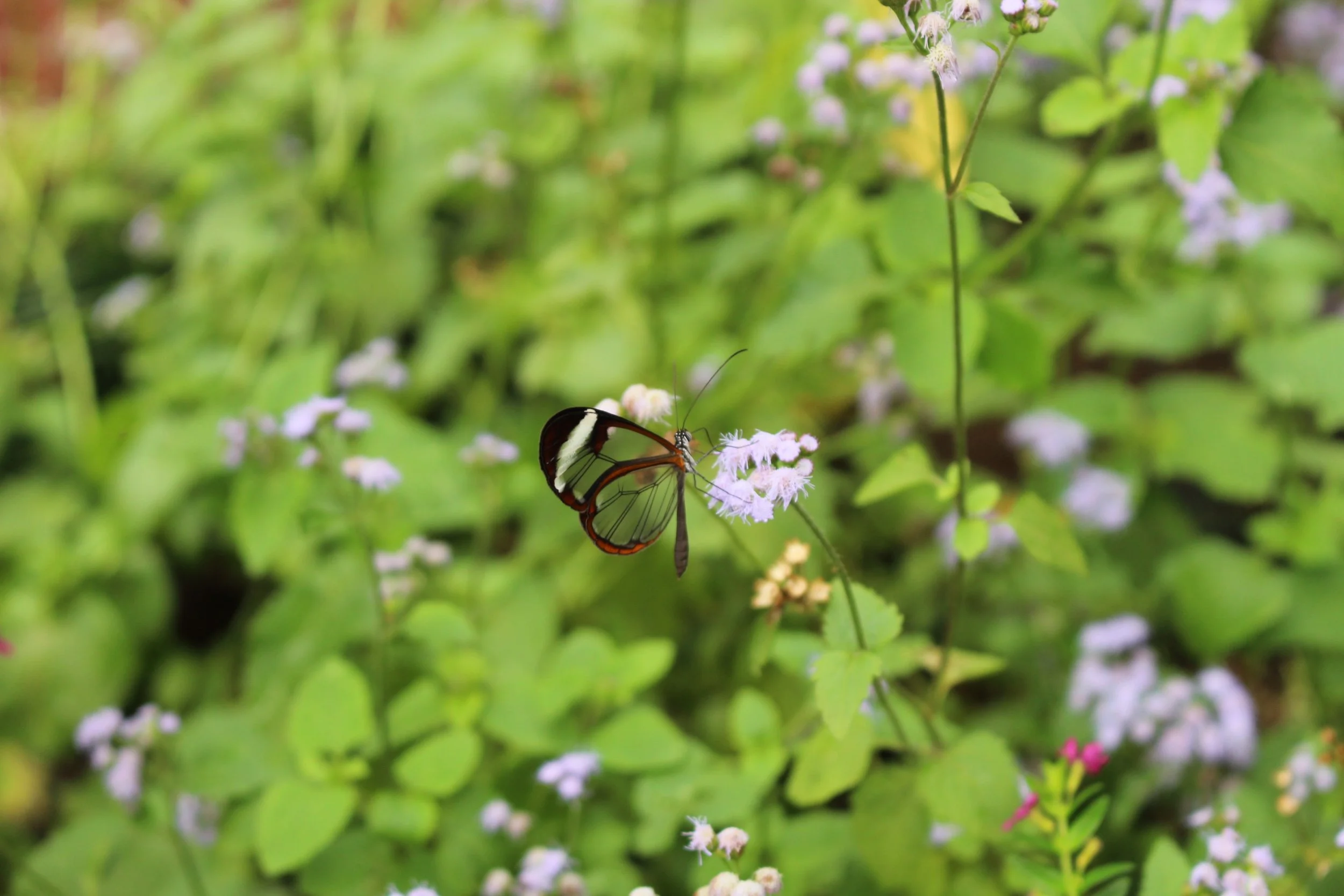 Butterfly Garden