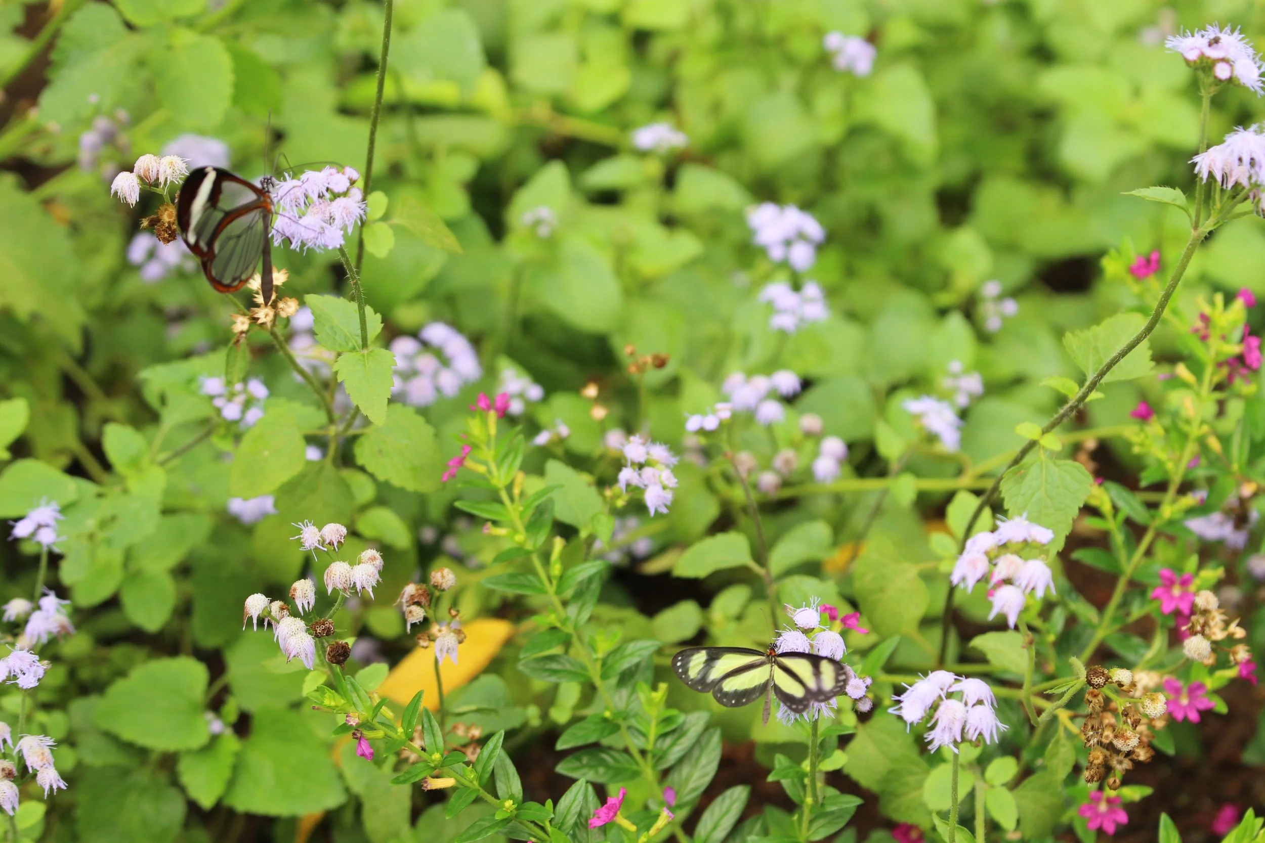 Butterfly Garden