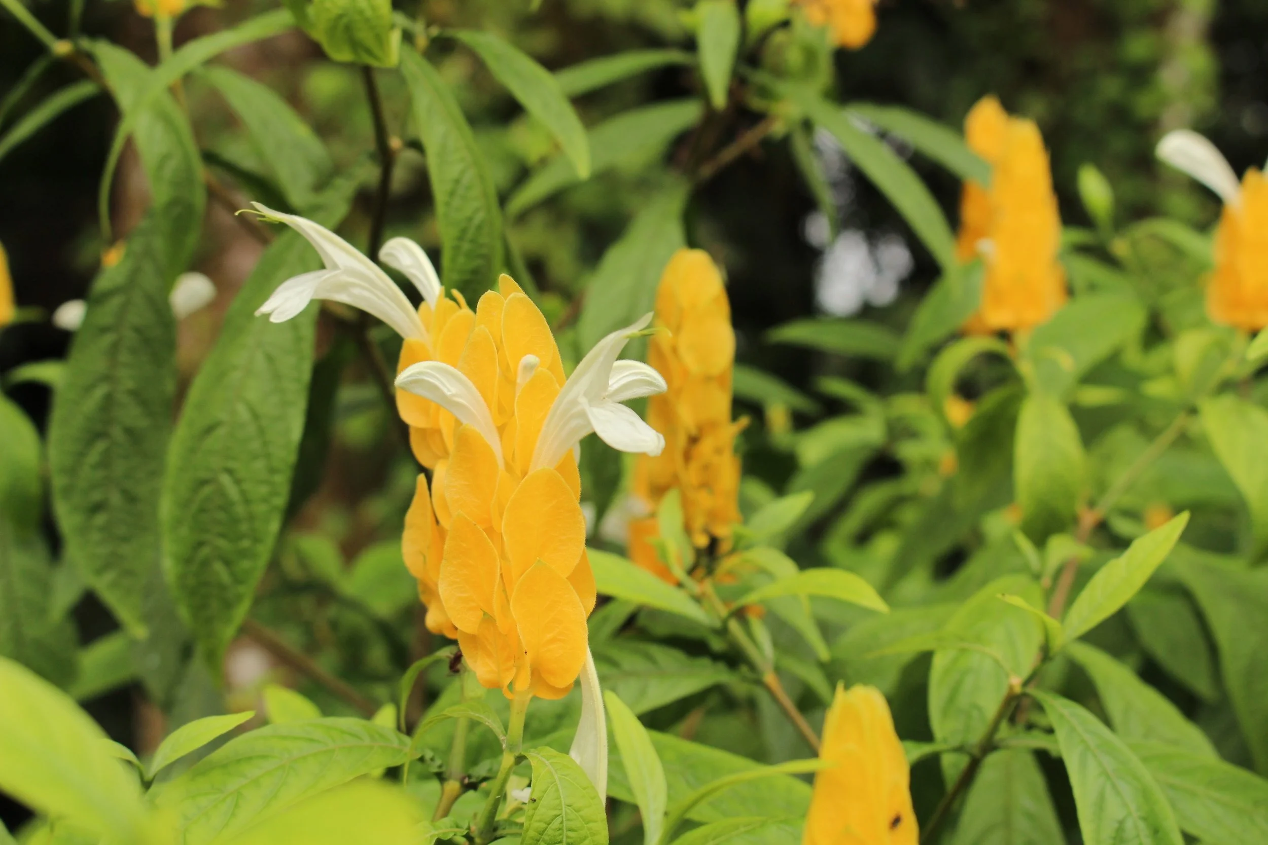 Butterfly Garden