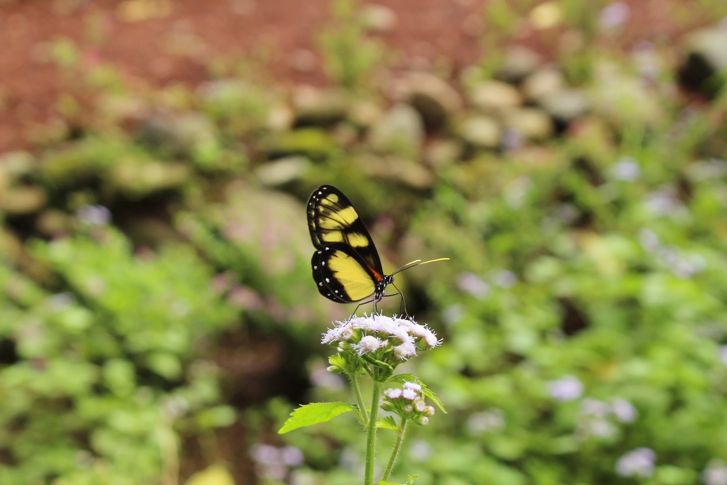 Butterfly Garden