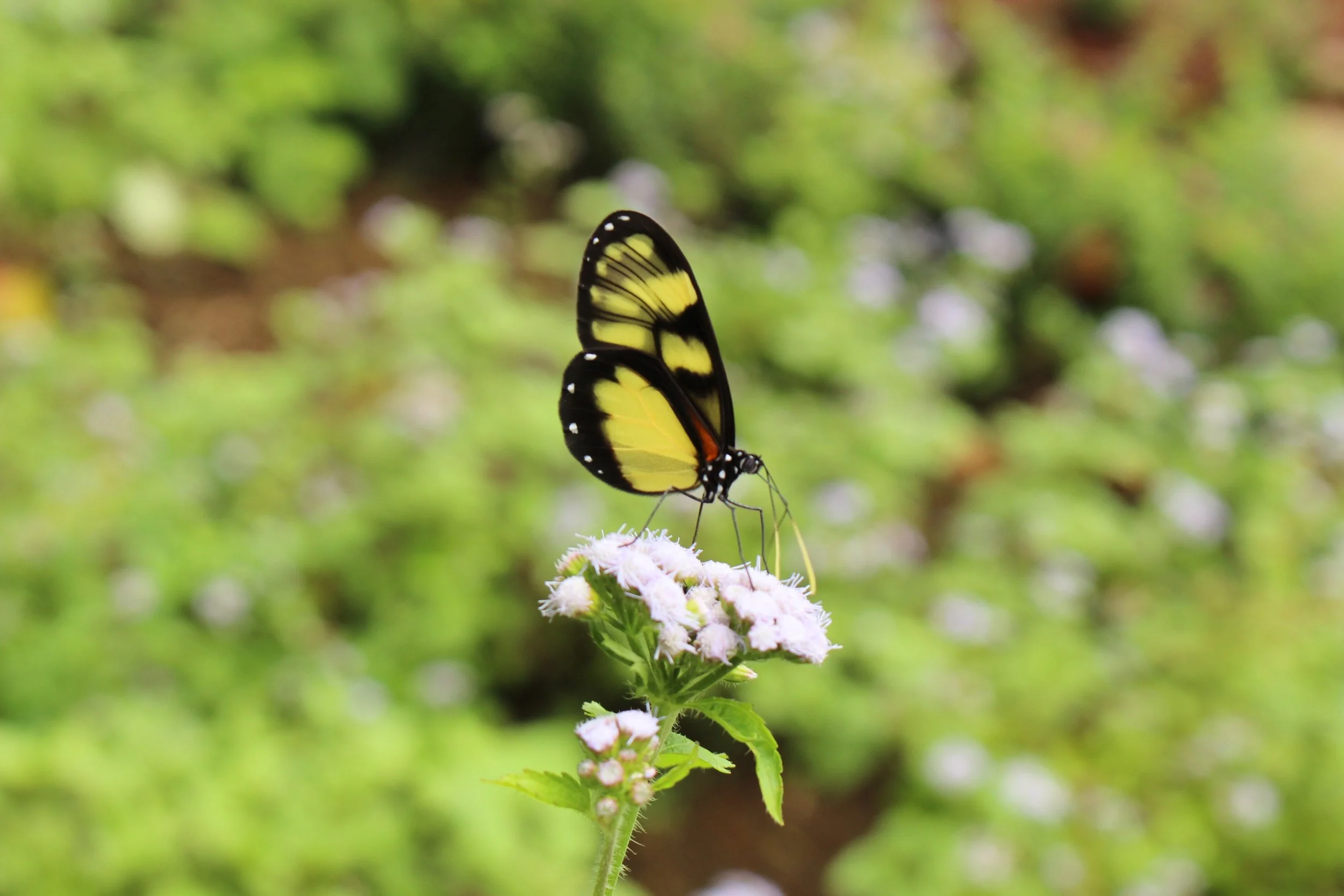 Butterfly Garden