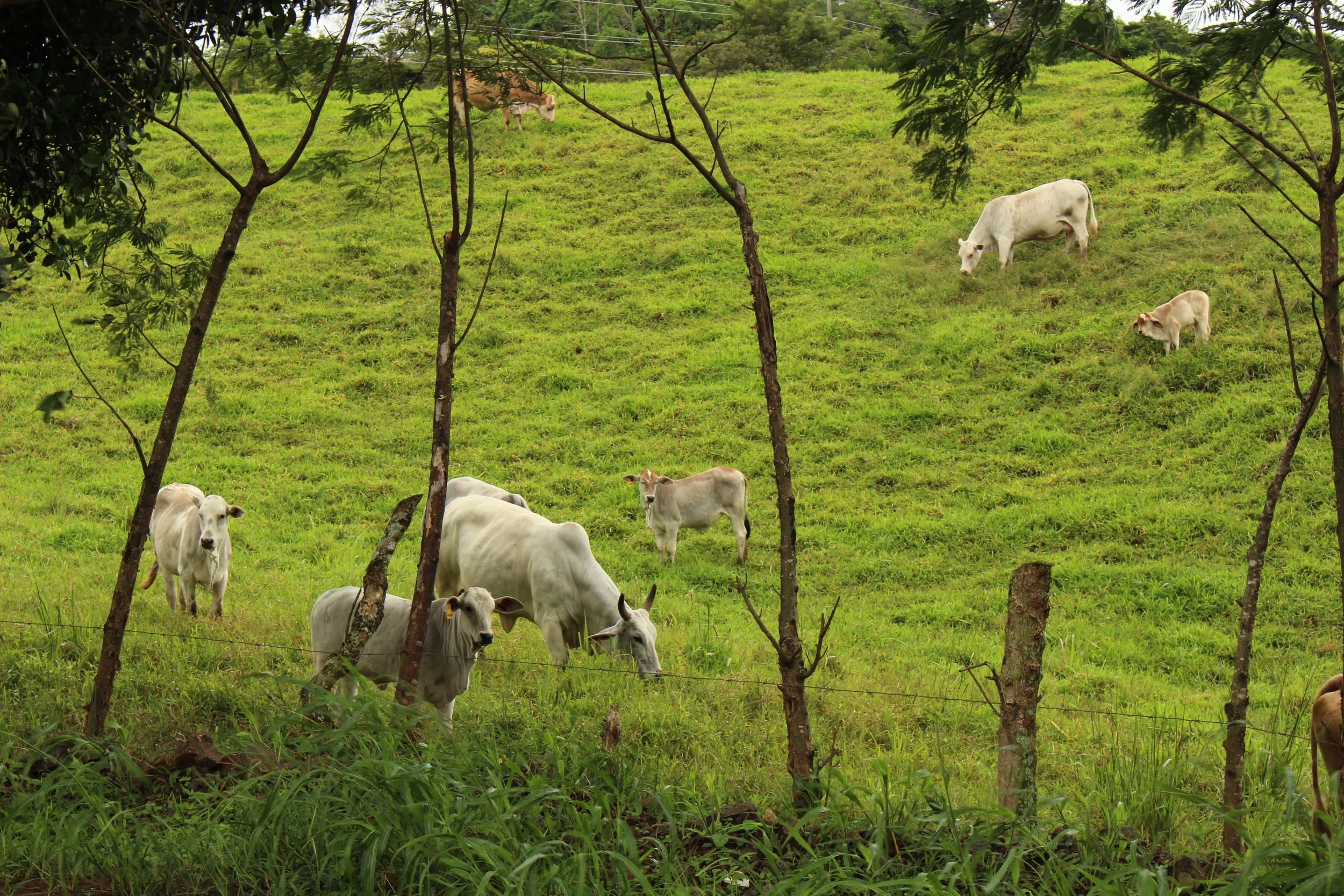 Grazing cows