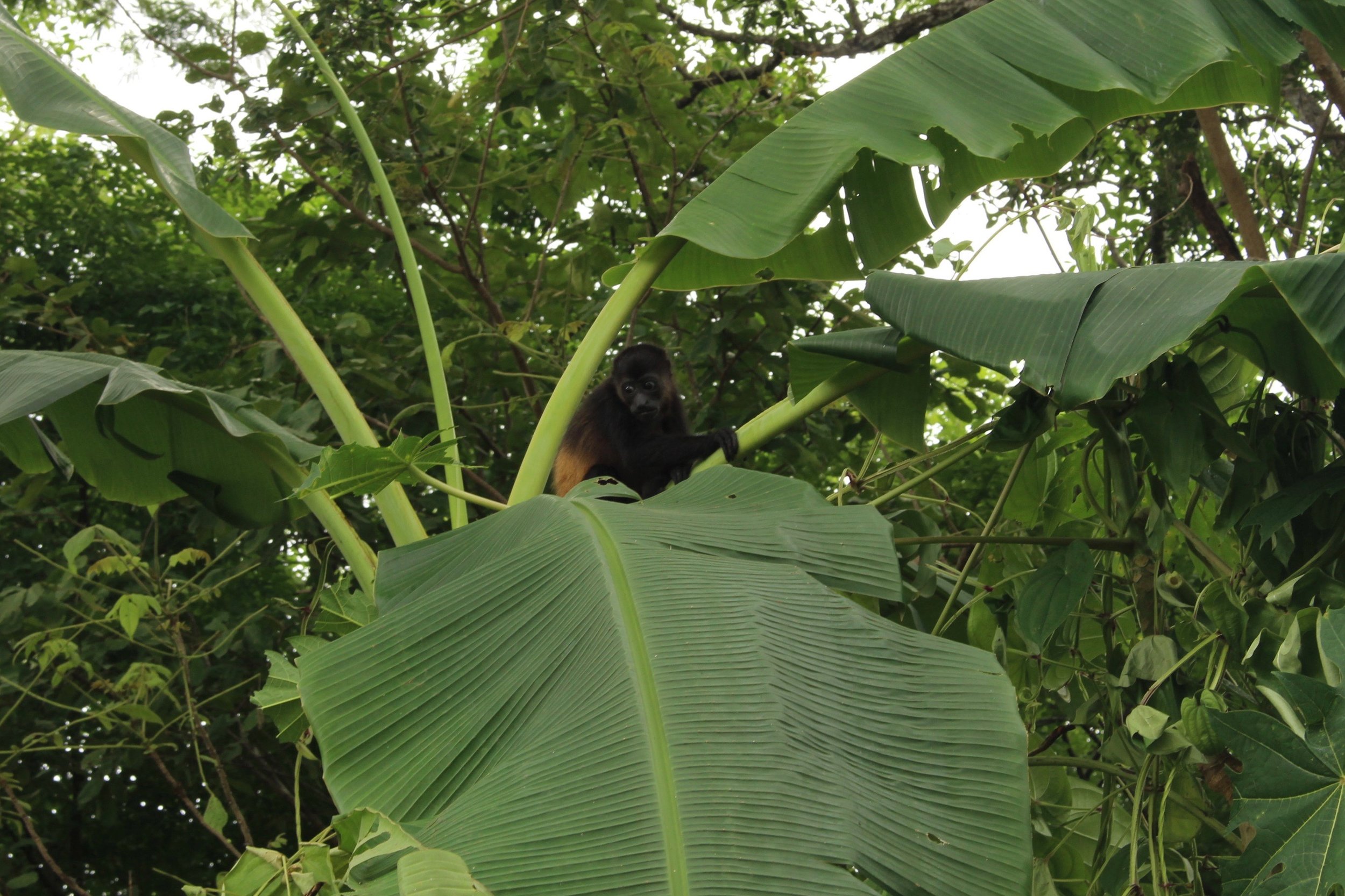 Monkeys! Wild in the trees roadside