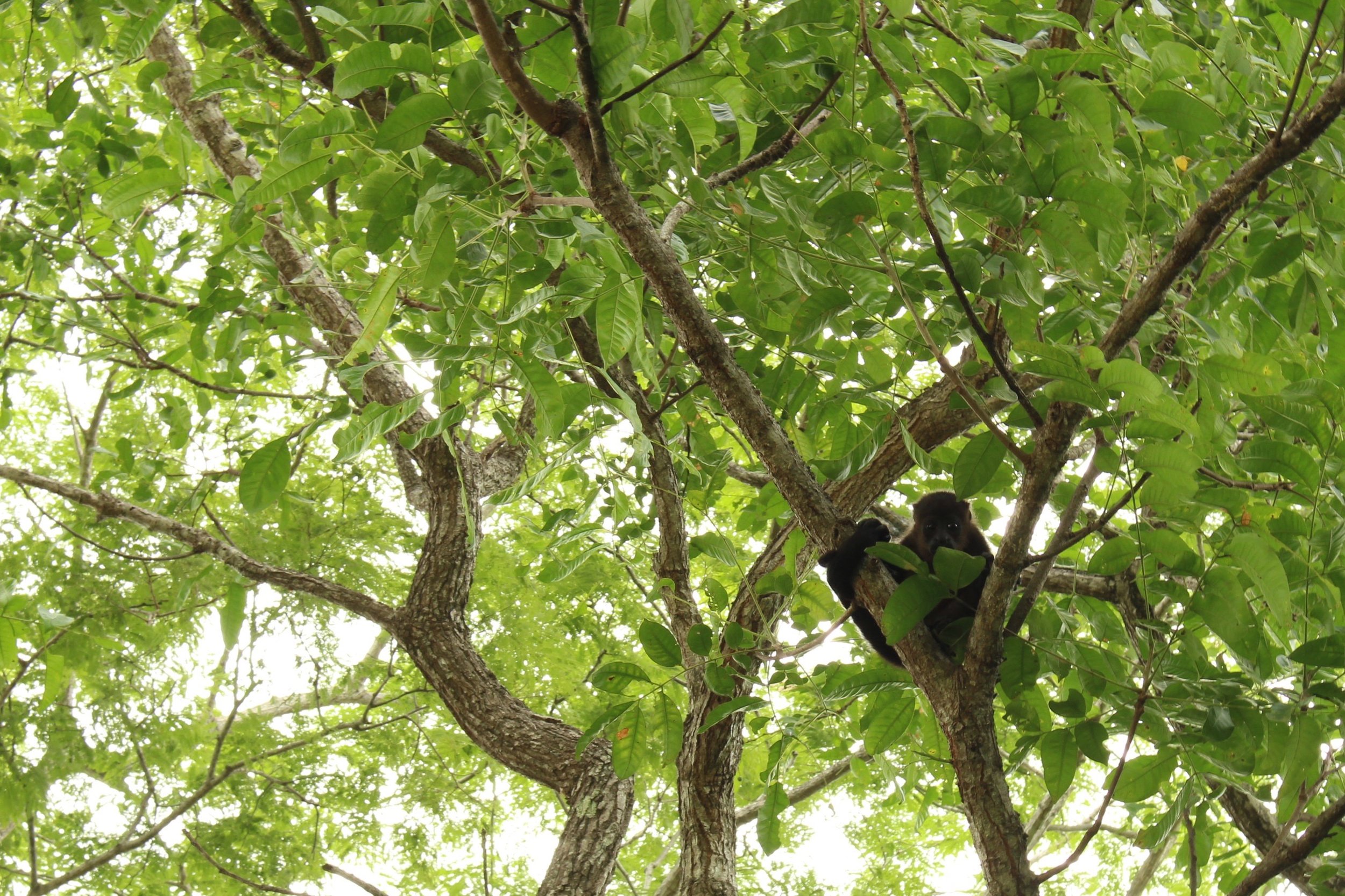 Monkeys in the trees