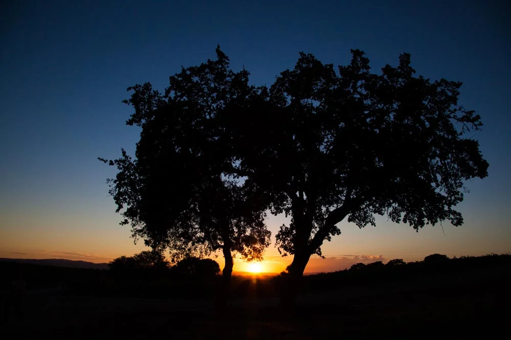 Cellar 360 Winery Wedding095.jpg