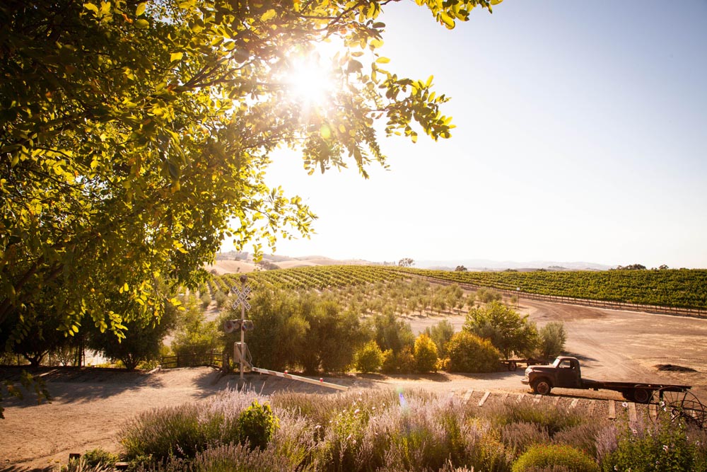 Pomar Junction Vineyard Wedding034.jpg