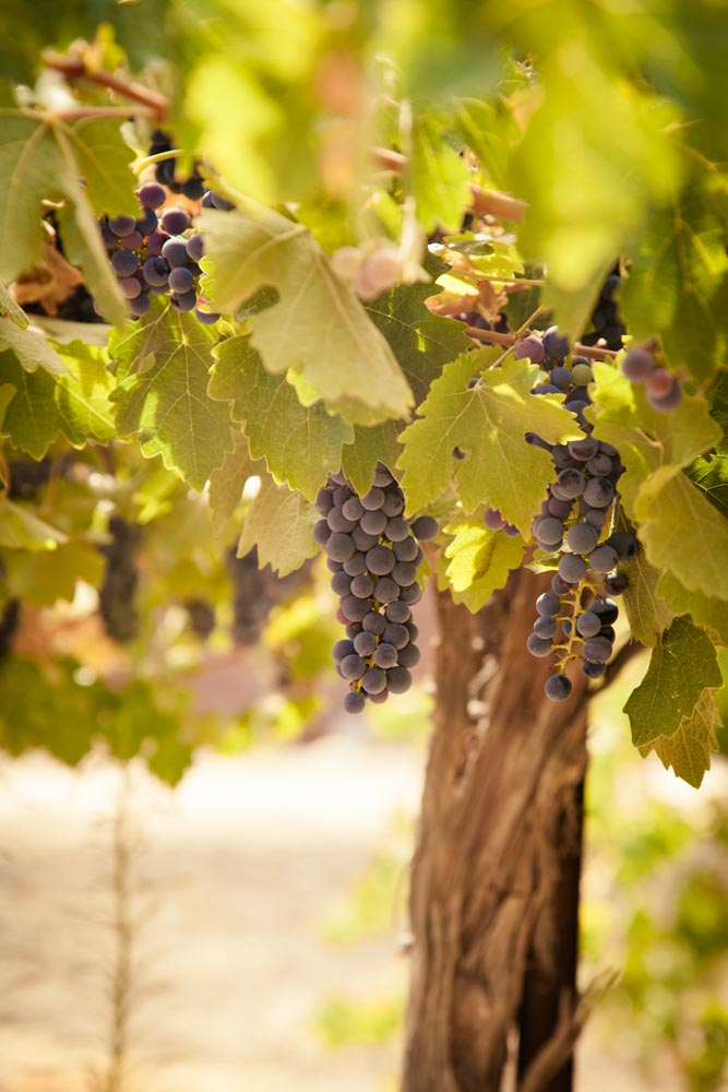 Robert Hall Winery Wedding001.jpg