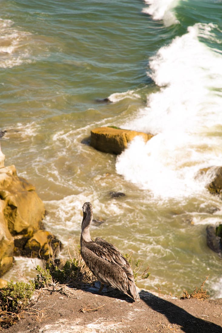 Shore Cliff Lodge & Ventana Grill Wedding 063.jpg