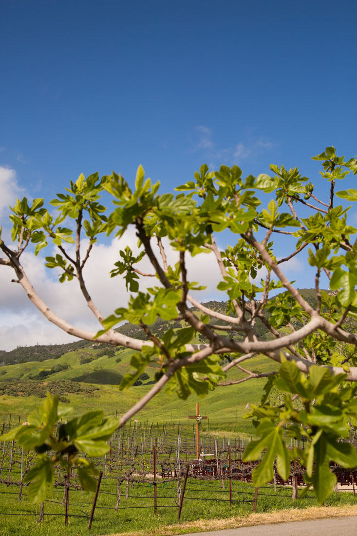 San Luis Obispo and Paso Robles Wedding Photographer 110.jpg